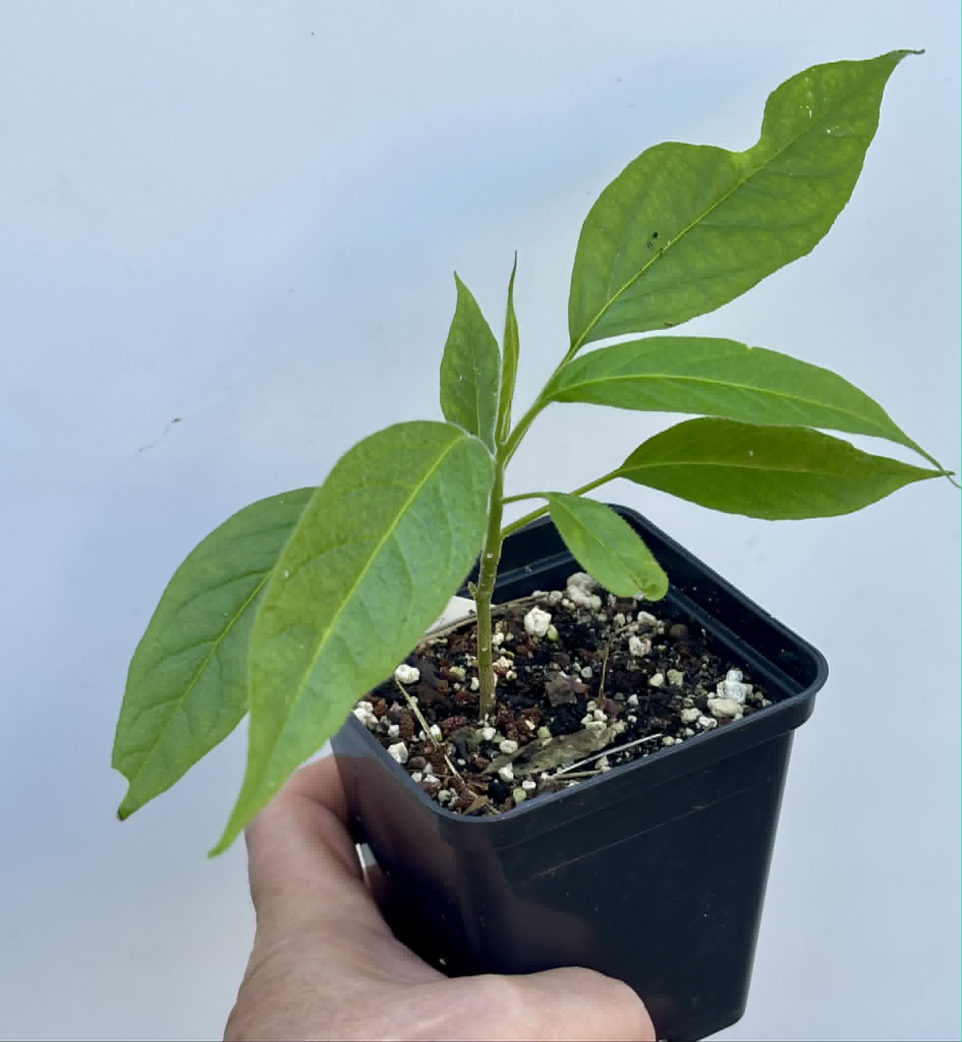 Solanum luridifuscescens - Tomatao Verde Piloso - 1 potted seedling / 1 getopfter Sämling
