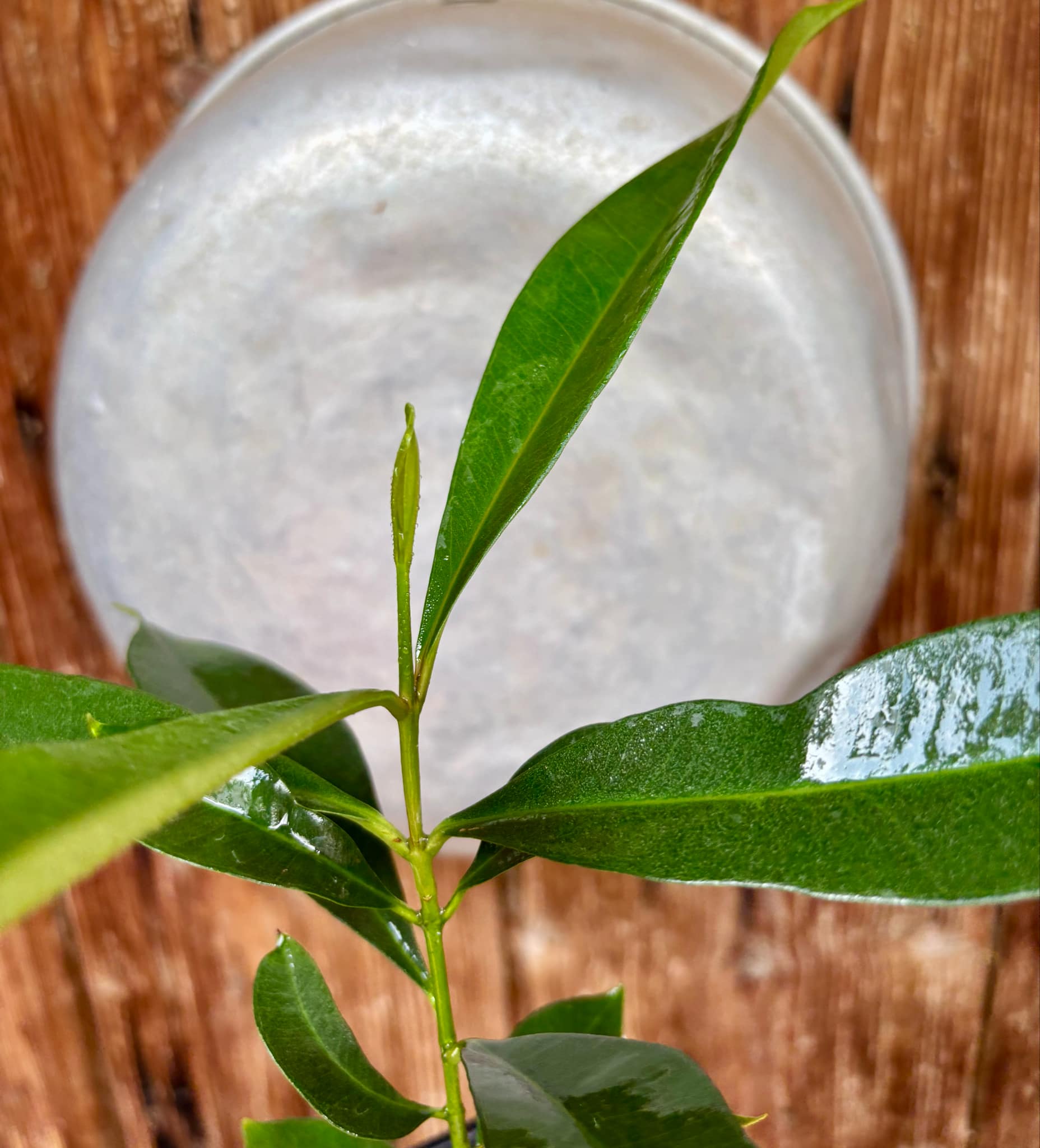 Syzygium cumini - 1 potted plant / 1 getopfte Pflanze