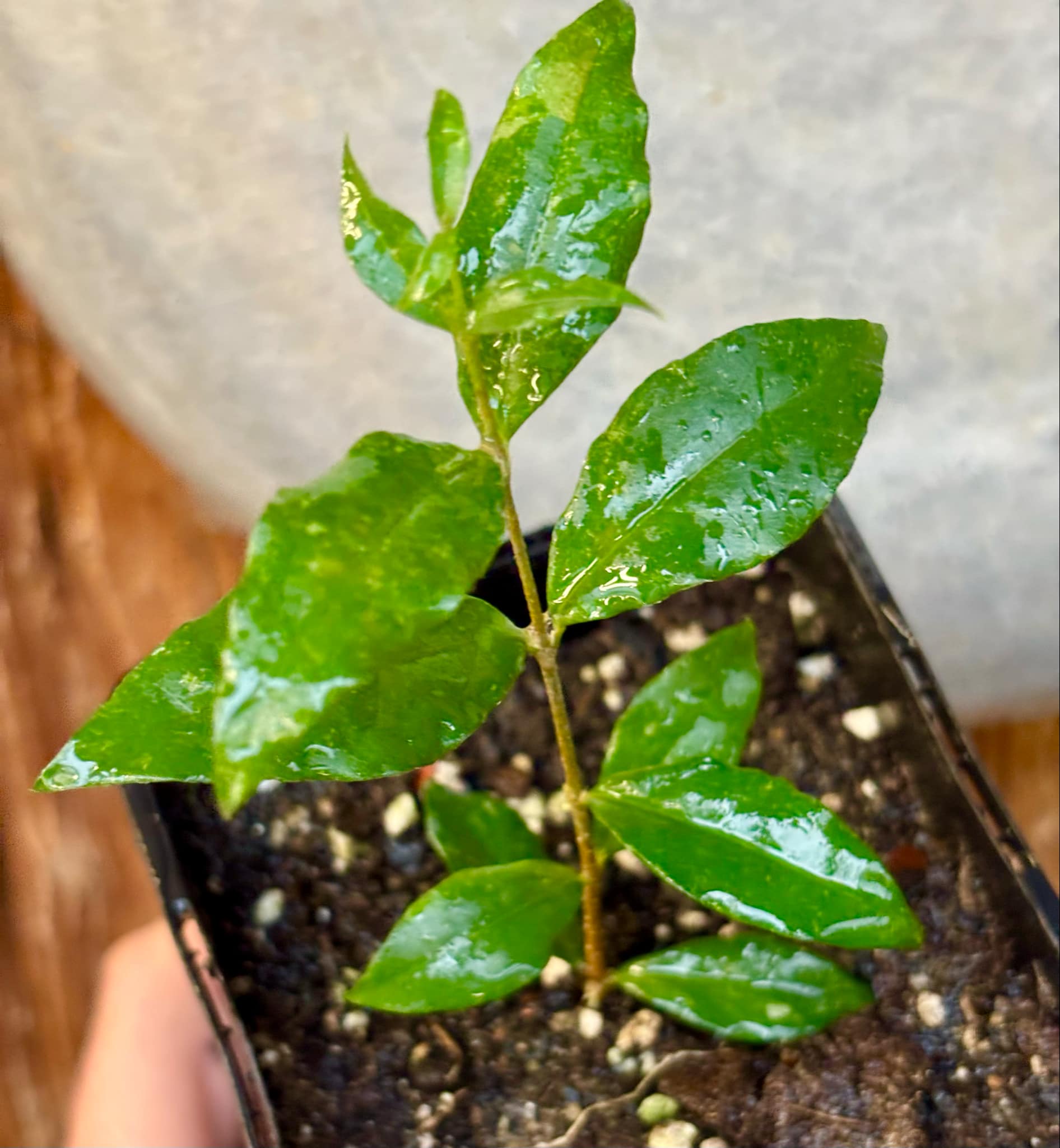 Acerola (Malpighia glabra) Nr. 1 - 1 potted rooted cutting / 1 getopfter, bewurzelter Steckling Acerola (Malpighia glabra) Nr. 1 - 1 potted rooted cutting / 1 getopfter, bewurzelter Steckling