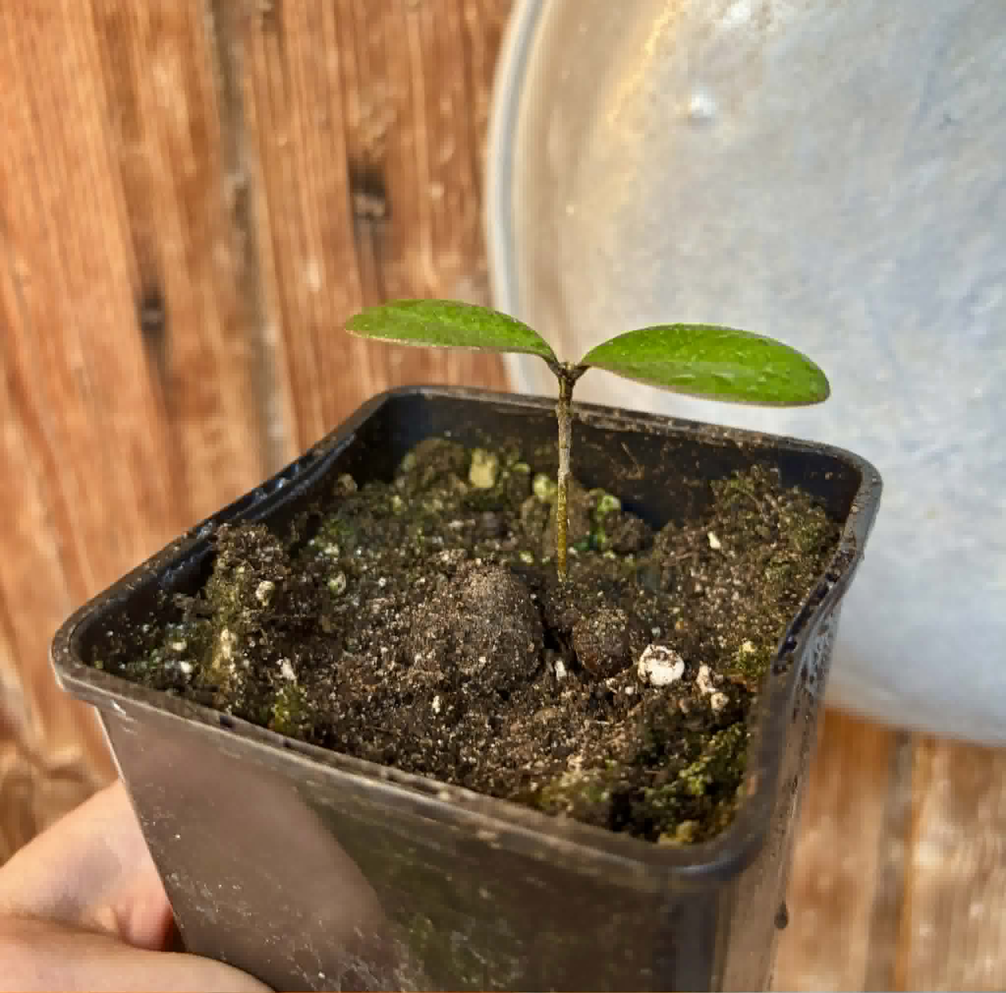 Eugenia sp Pindoca - 1 potted seedling / 1 getopfter Sämling
