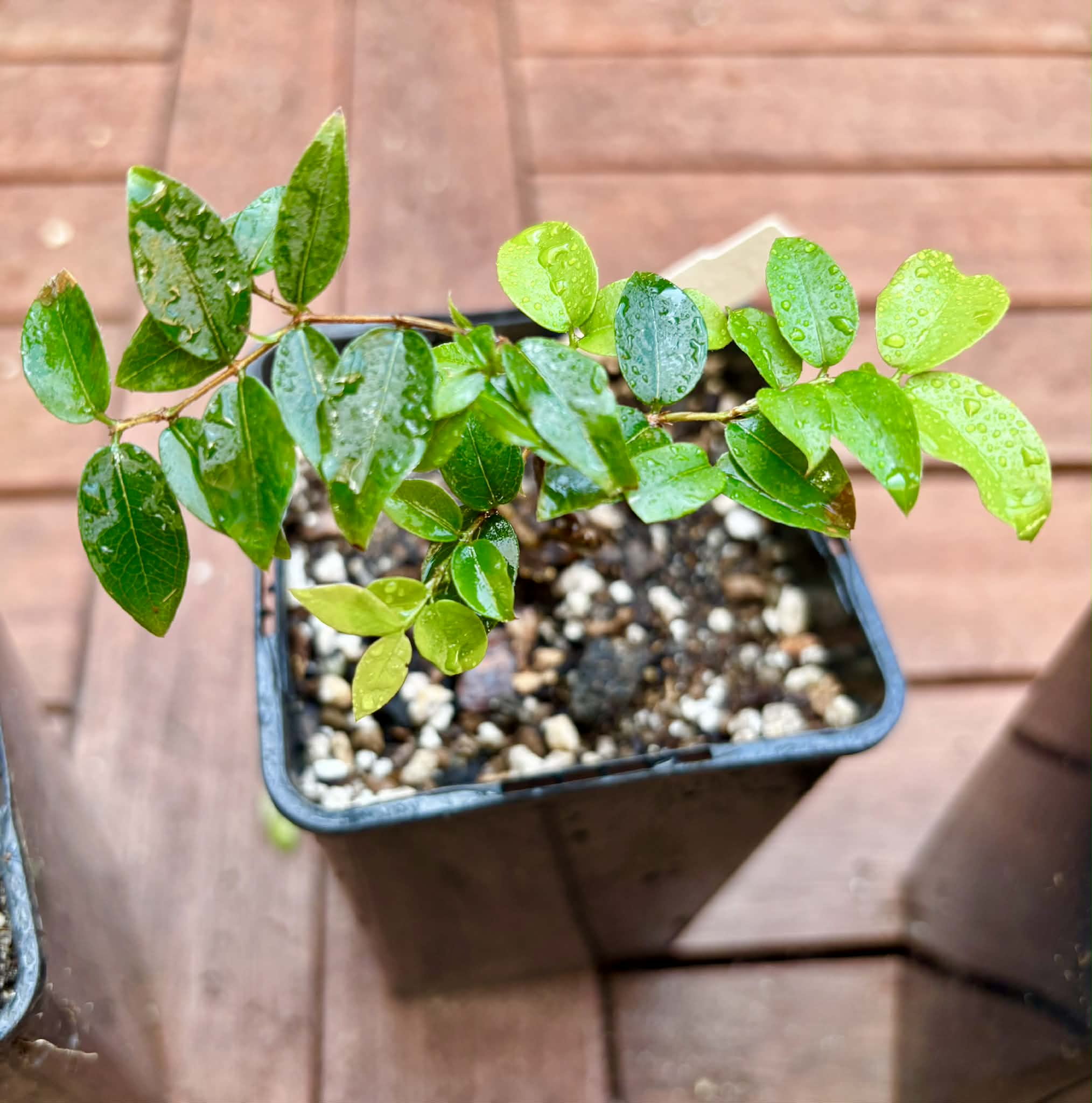 Collection of 5 Jaboticaba -  5 different potted Plinia / 5 verschiedene, getopfte Plinia