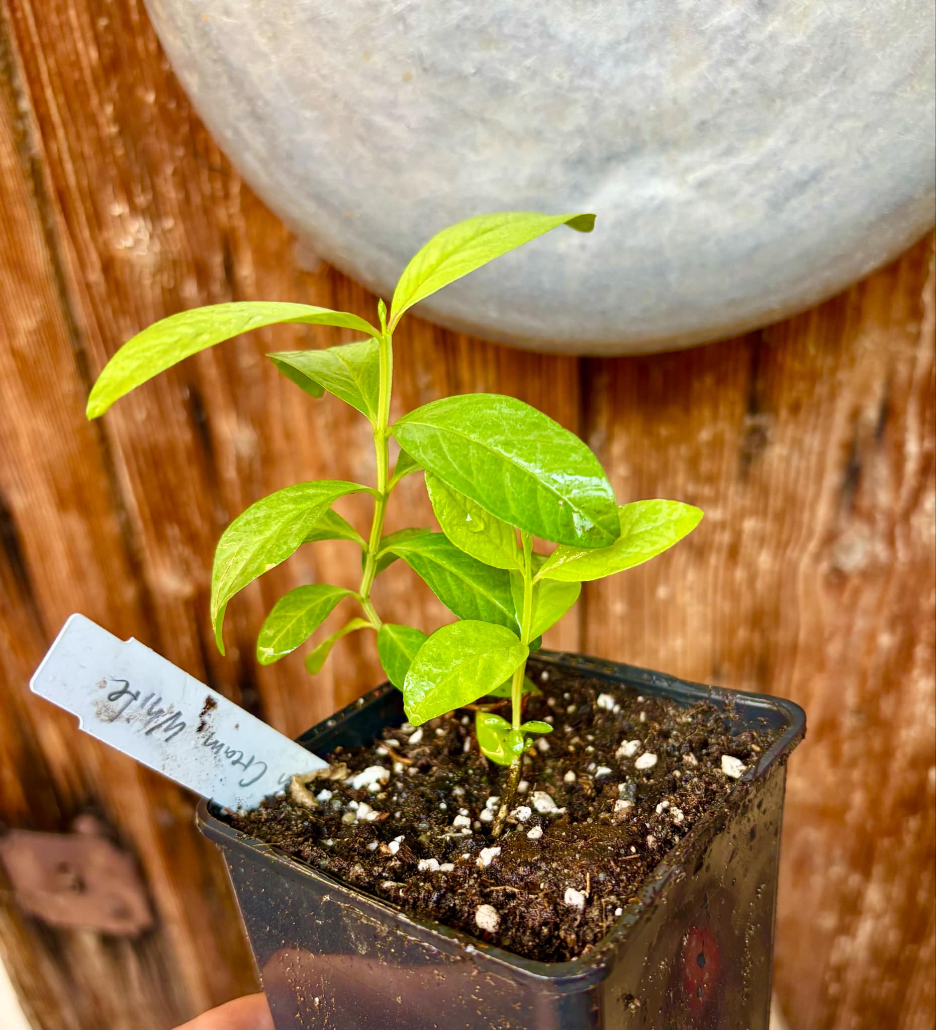 Psidium guajava - Mexican Cream Guava  - 1 small potted seedling / 1 kleiner, getopfter Sämling