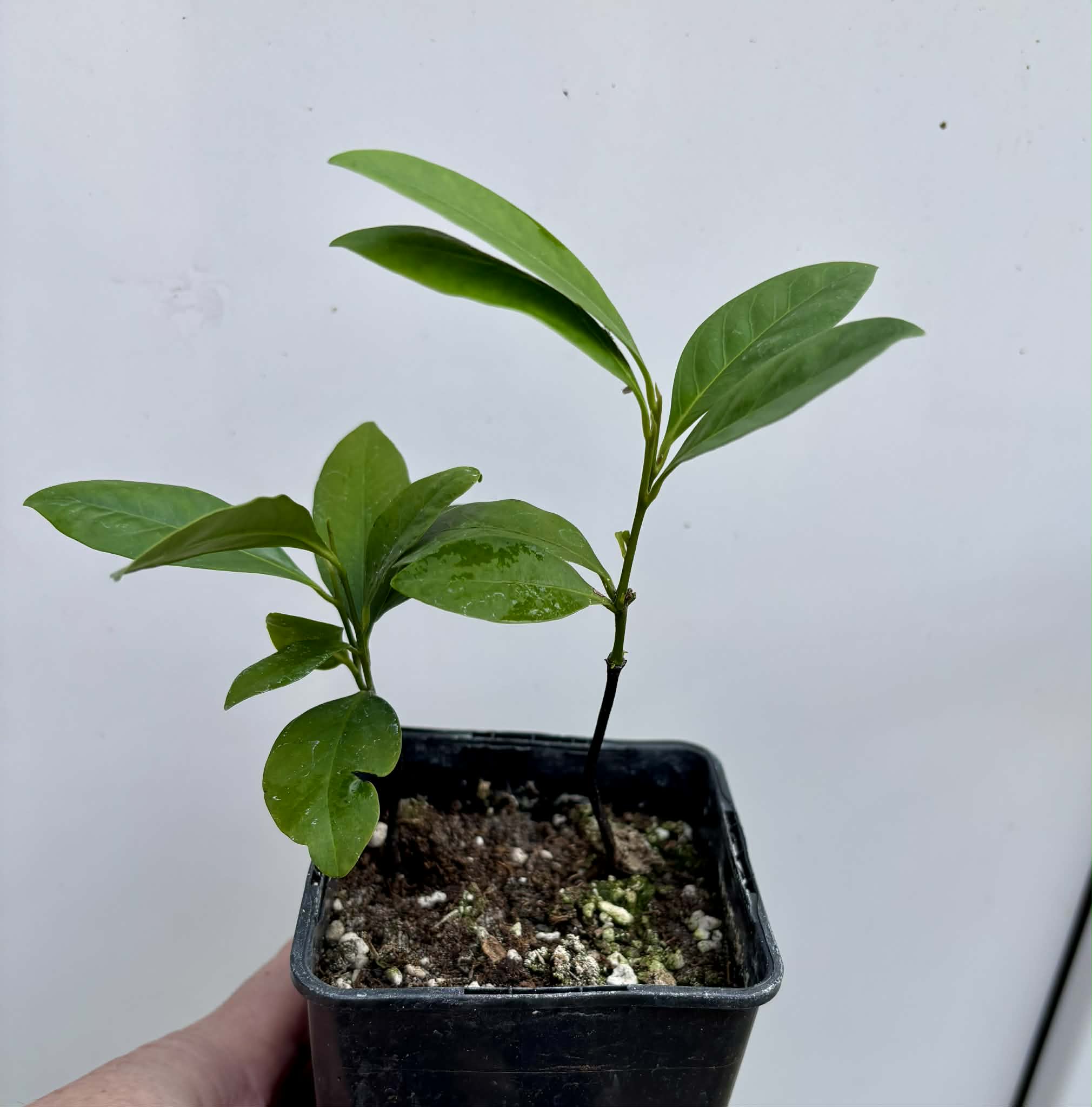 2 in 1 pot - Diospyros nigra - Black Sapote var. Bernecker - 2 seedlings in one pot / 2 Sämlinge in einem Topf
