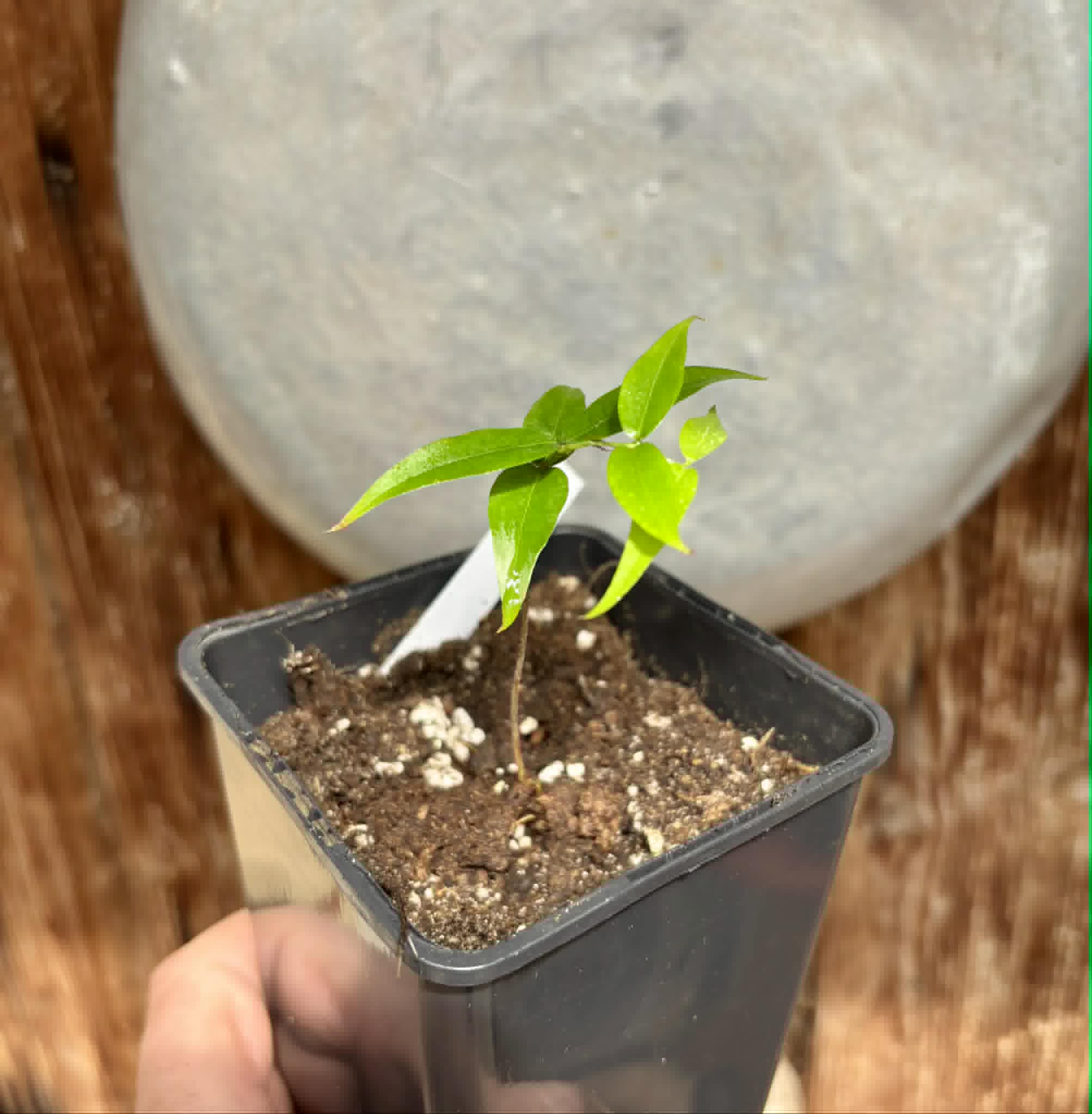 Plinia sp. Cachoeiro de Itapemirim - 1 potted seedling / 1 getopfter Sämling