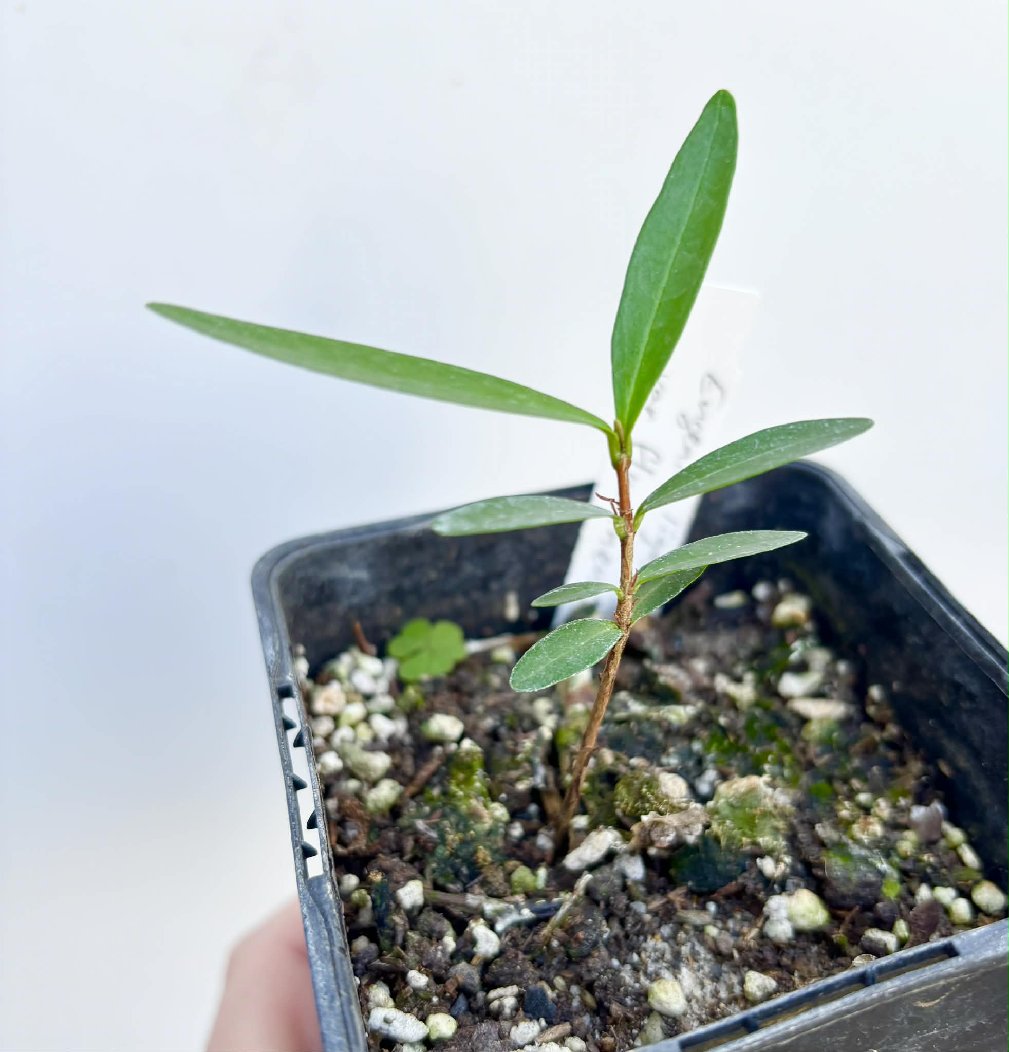 Eugenia ligustrina var. fluminensis - 1 potted seedling / 1 getopfter Sämling