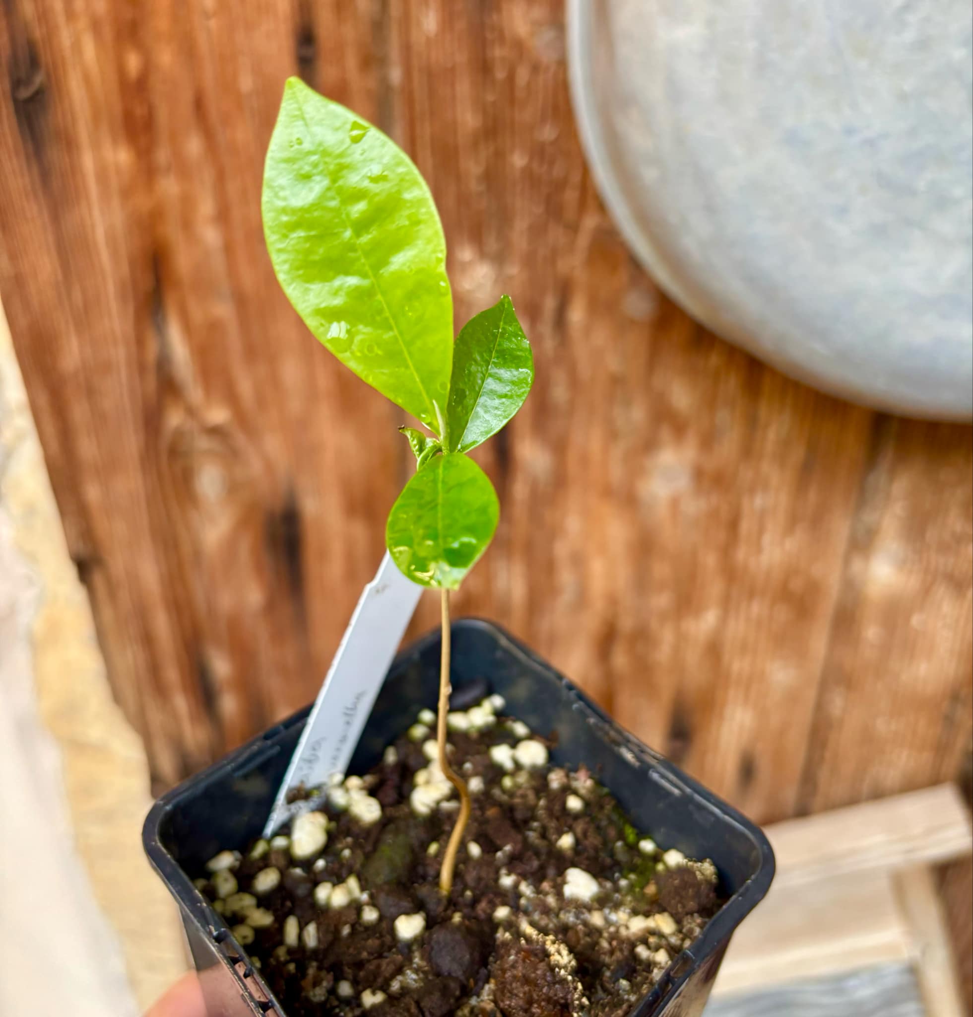 Duguetia aff. lanceolata - Pindauva Roxa -   1 potted plant / 1 getopfte Pflanze
