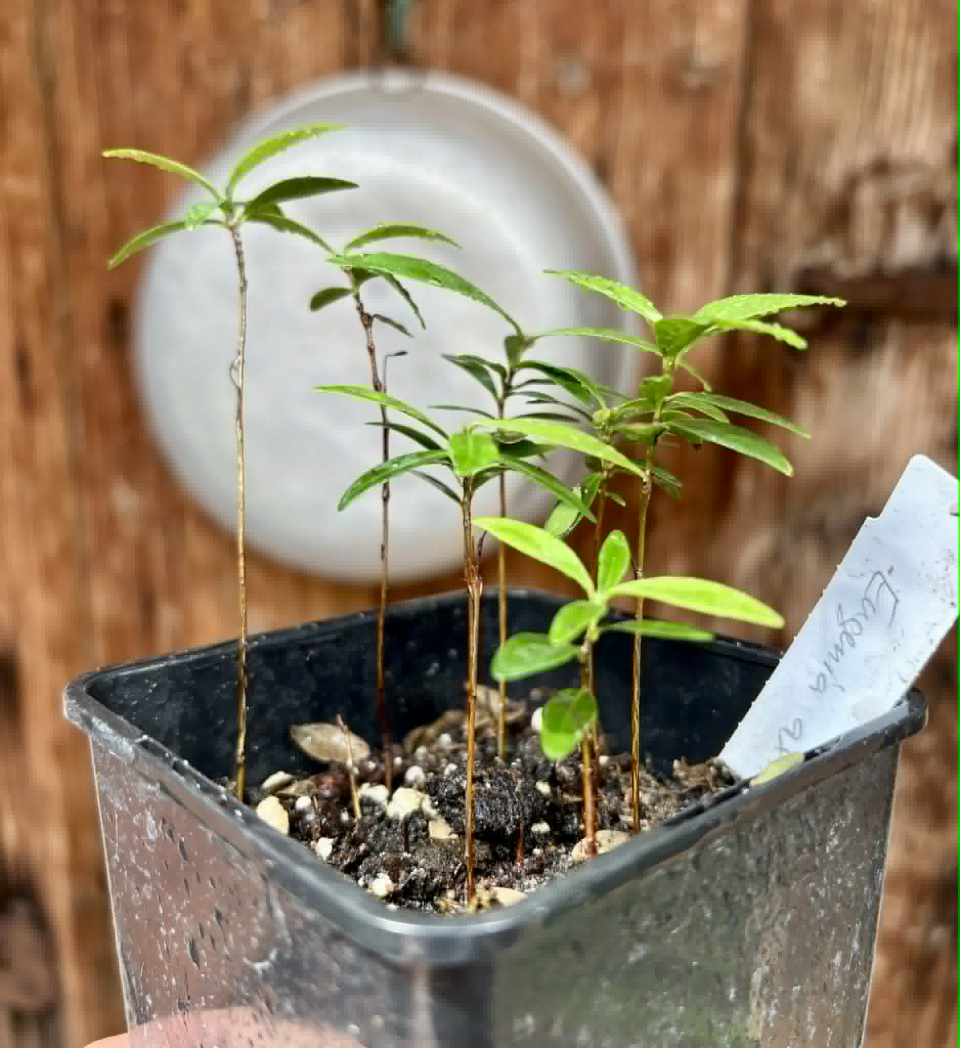  7 in 1 pot - Eugenia axillaris  - White Stopper - 7 seedlings in one pot / 7 Sämlinge in einem Topf