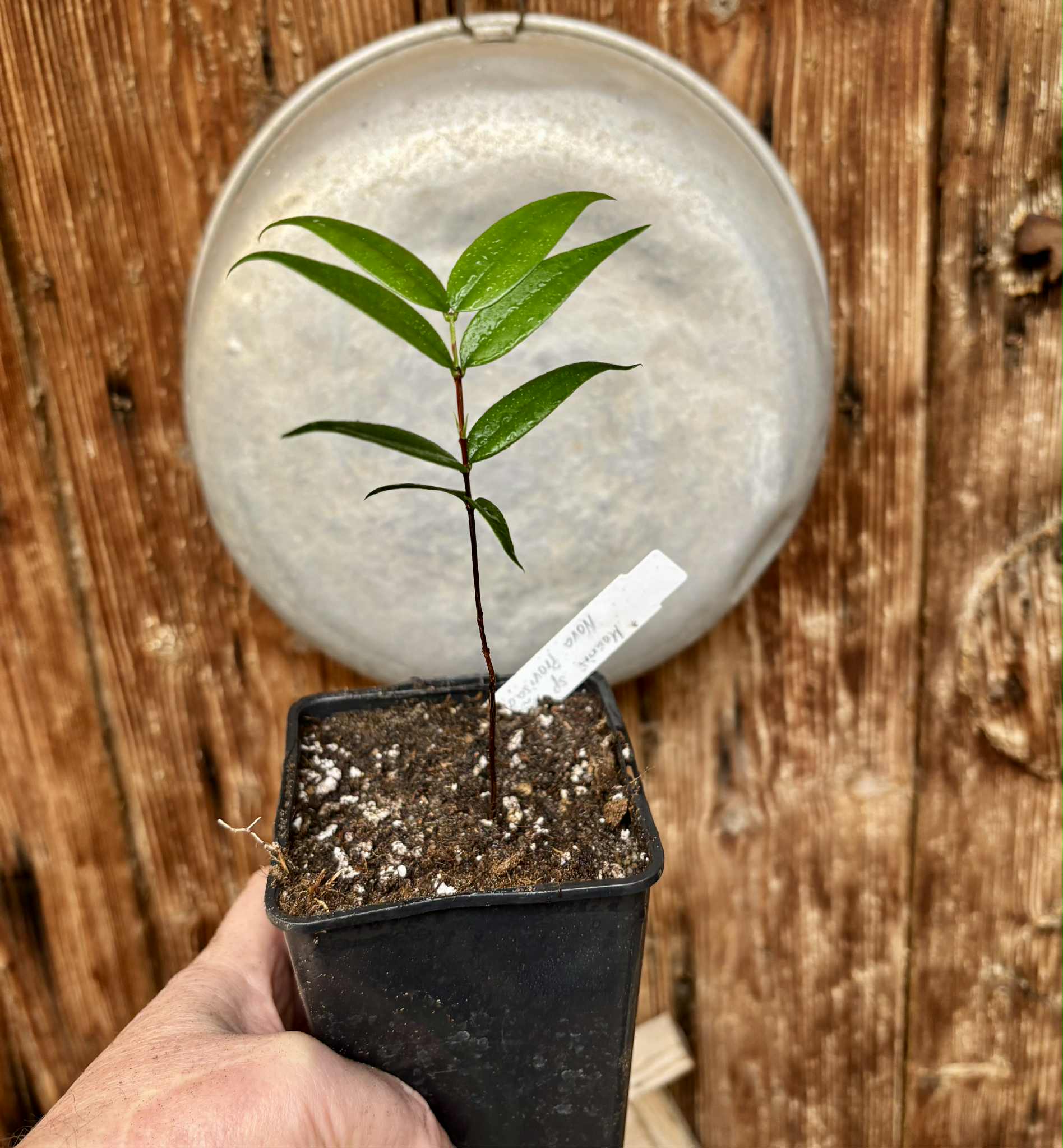 Mouriri sp Nova Provisão - 1 potted plant / 1 getopfte Pflanze