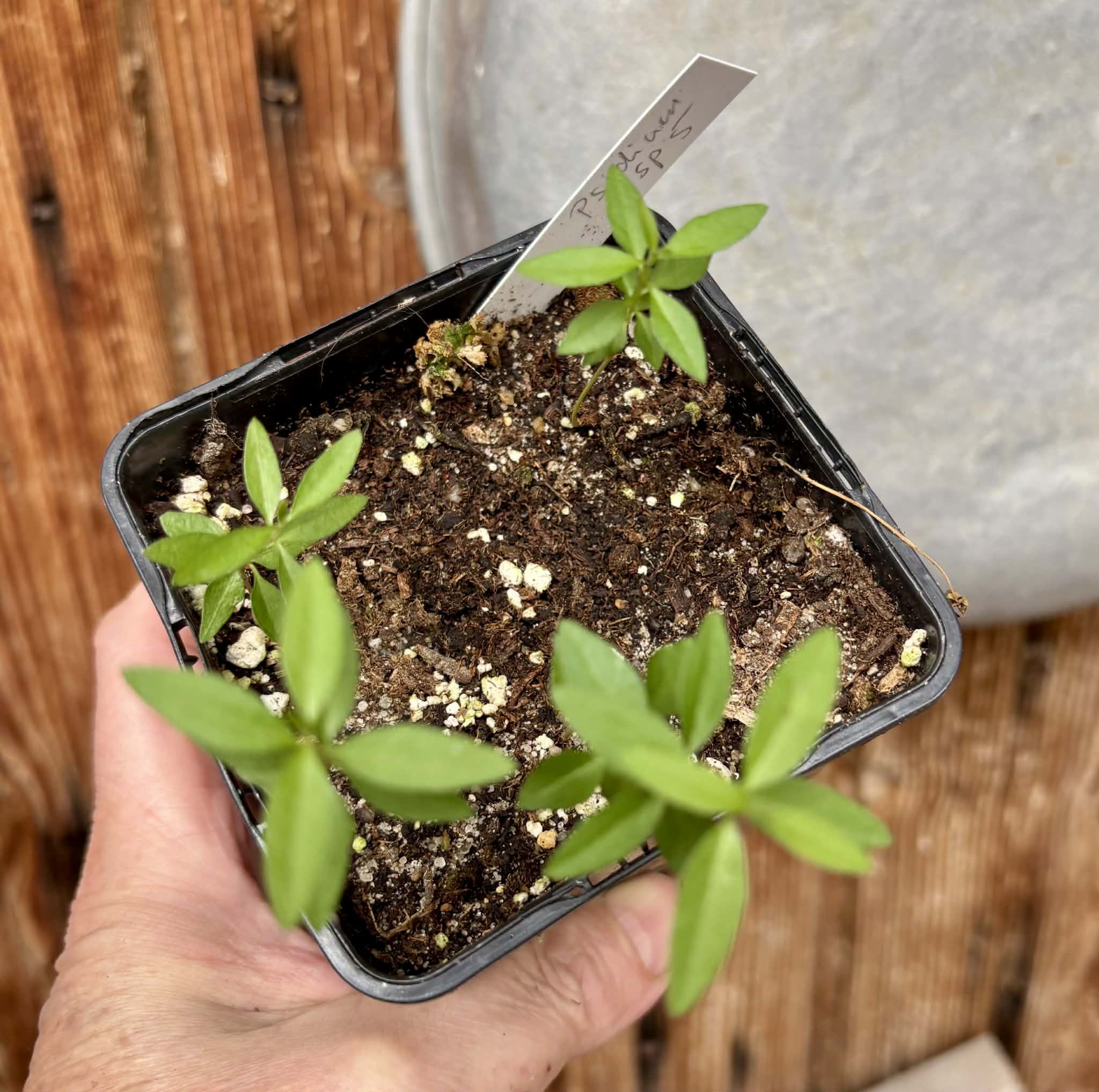 4 in 1 pot - Psidium sp. Caetité   - 4 seedlings in one pot / 4 Sämlinge in einem Topf