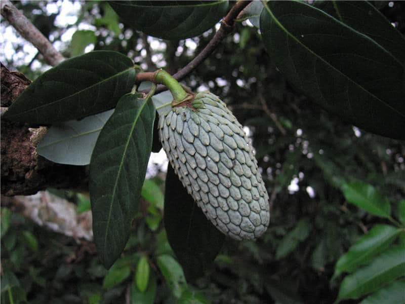 Annona hypoglauca - 1 potted plant / 1 getopfte Pflanze