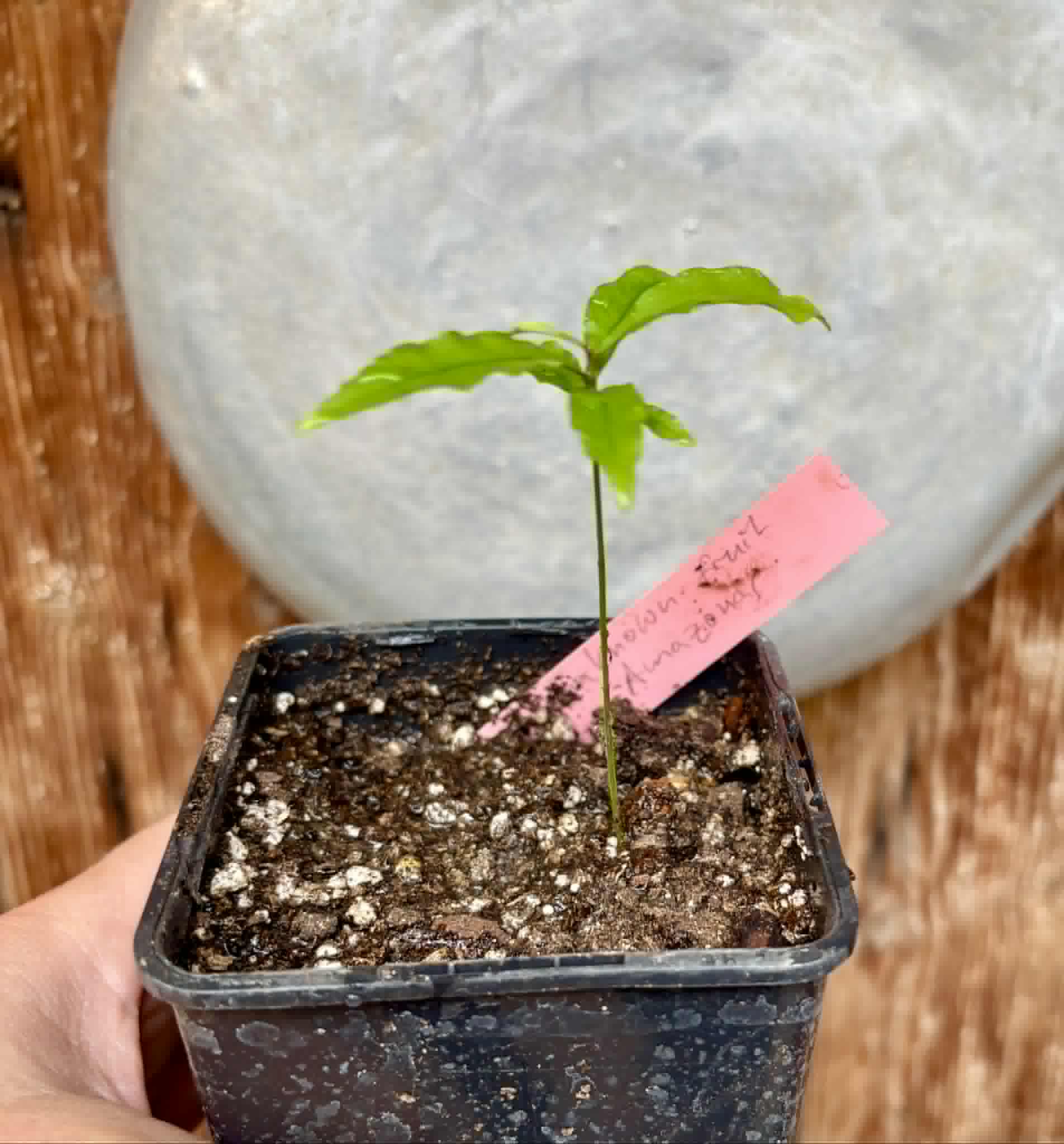 Pseudolmedia sp. Rondonia - 1 potted seedling / 1 getopfter Sämling