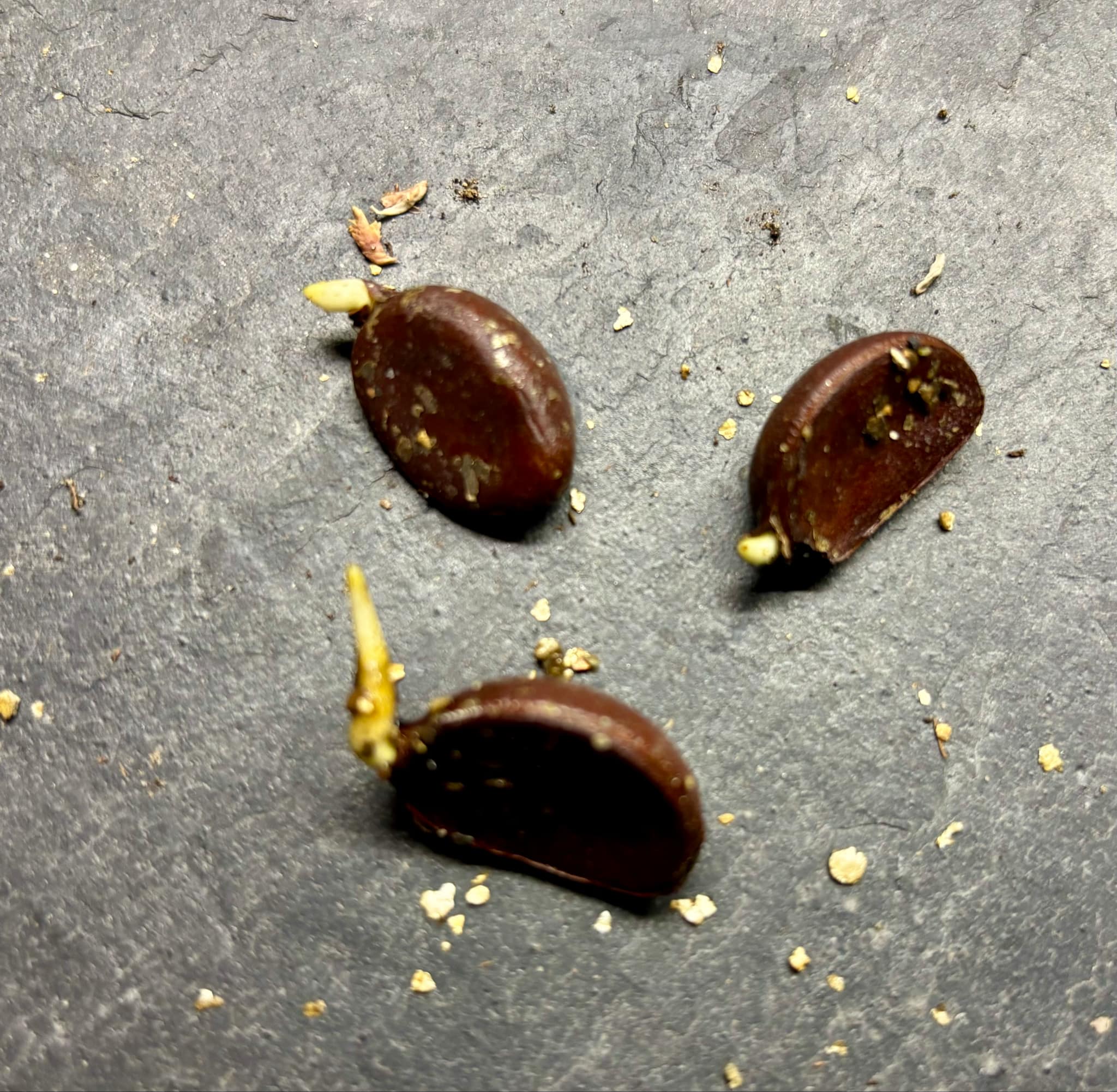 Jetzt gekeimt ! Black Sapote var. Bernecker (Diospyros nigra) - 4 germinated seeds / 4 gekeimte Samen