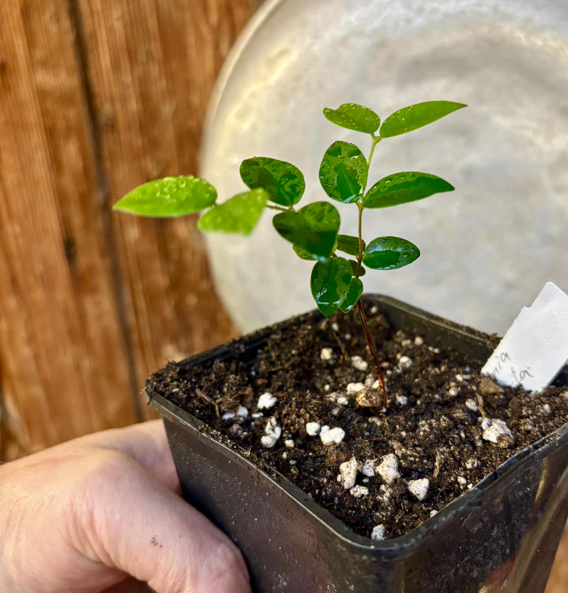 Eugenia hirta - 1 potted seedling/ 1 getopfter Sämling Eugenia hirta - 1 potted seedling/ 1 getopfter Sämling