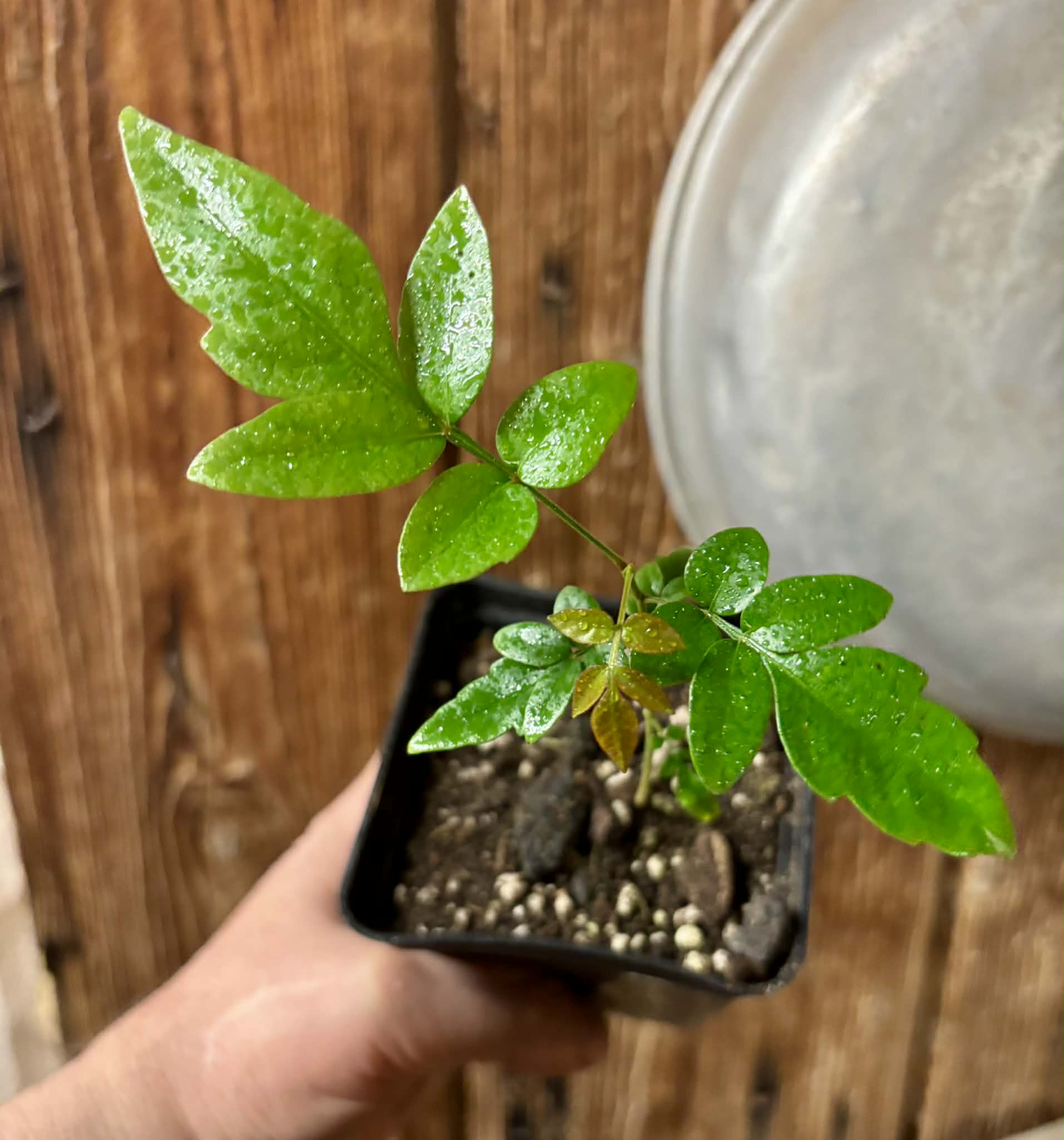 Guarana Samambaia (Paullinia rhomboidea) - 1 potted plant / 1 getopfte Pflanze 