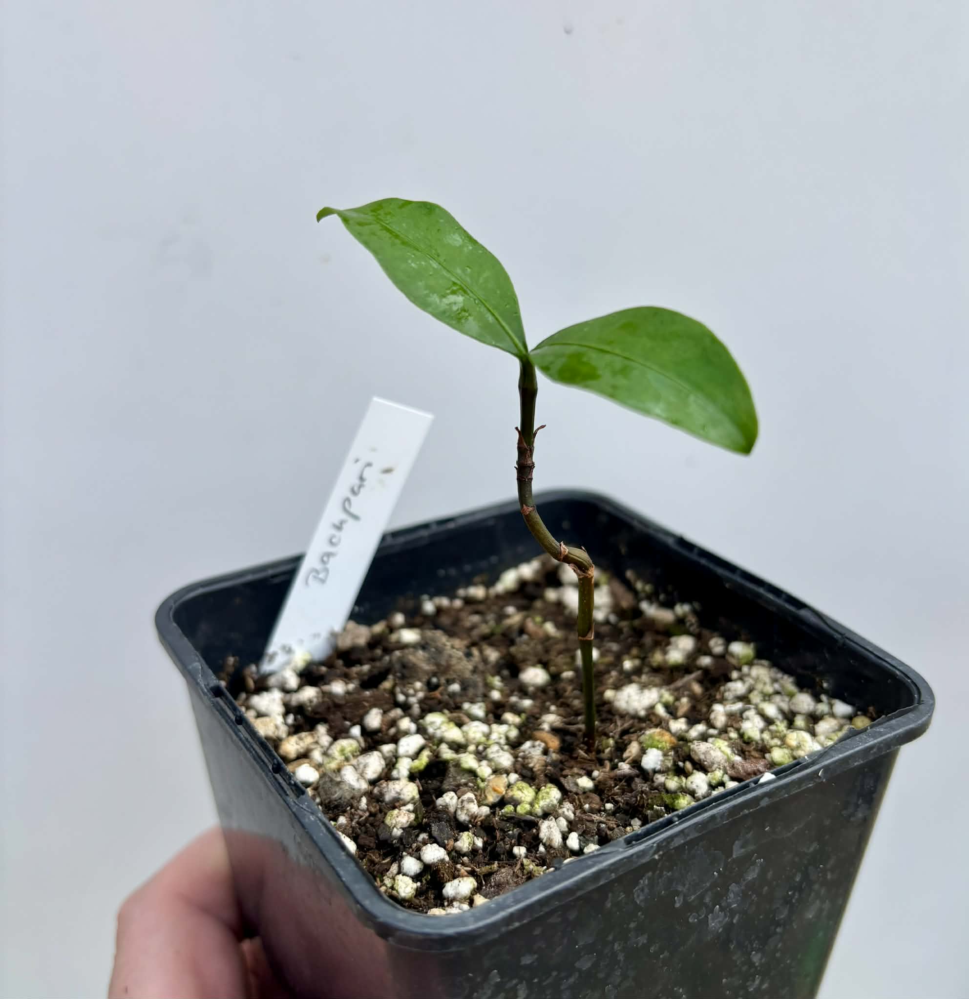 Bacupari  (Garcinia brasiliensis) -  1 potted seedling / 1 getopfter Sämling