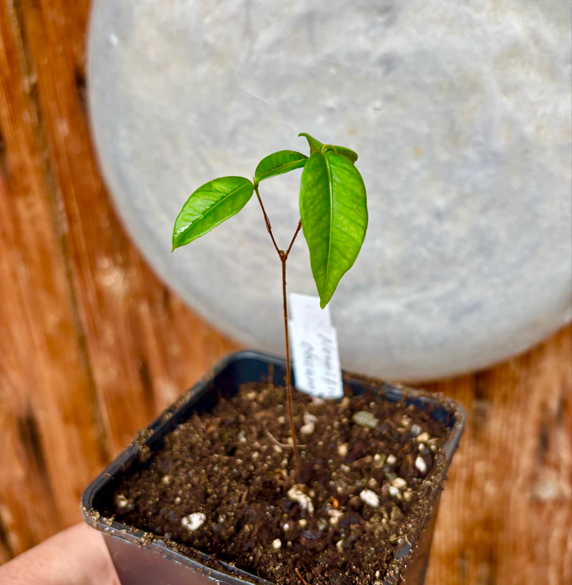 Pitanga de Cachorro (Neomitranthes obscura) - 1 potted seedling/ 1 getopfter Sämling