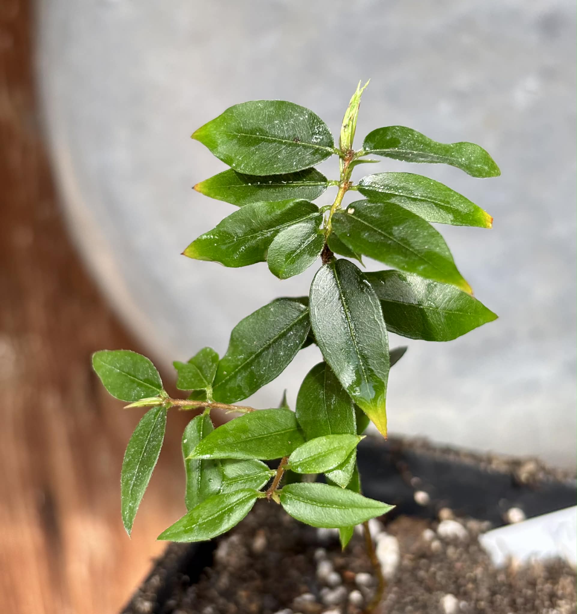 Jaboticaba - Plinia sp Pingo de Mel (Vilela A3) -  1 potted seedling / 1  getopfter Sämling