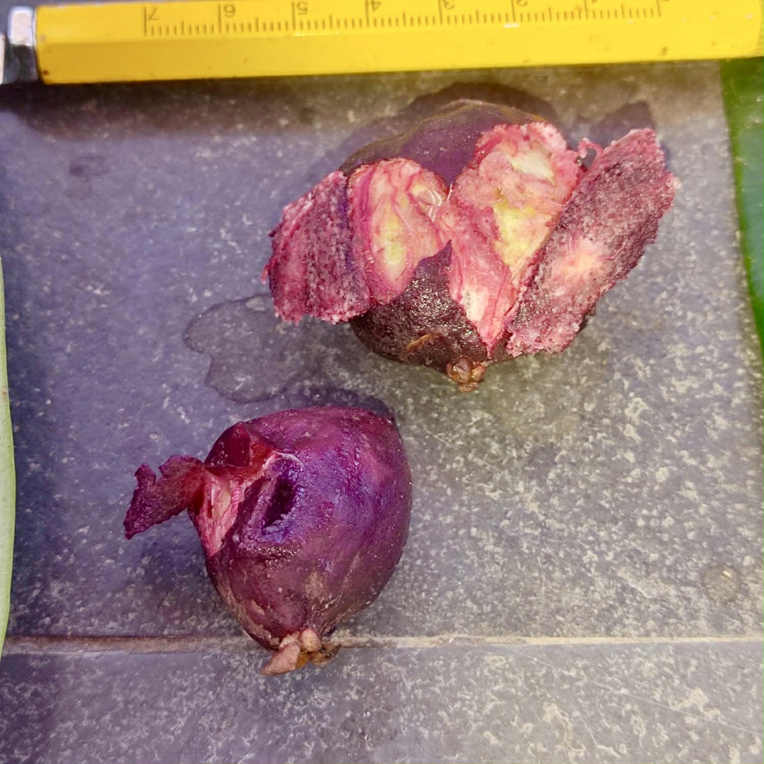 Pre Order - Plinia spiciflora -  1 fresh seed / 1 frischer Samen