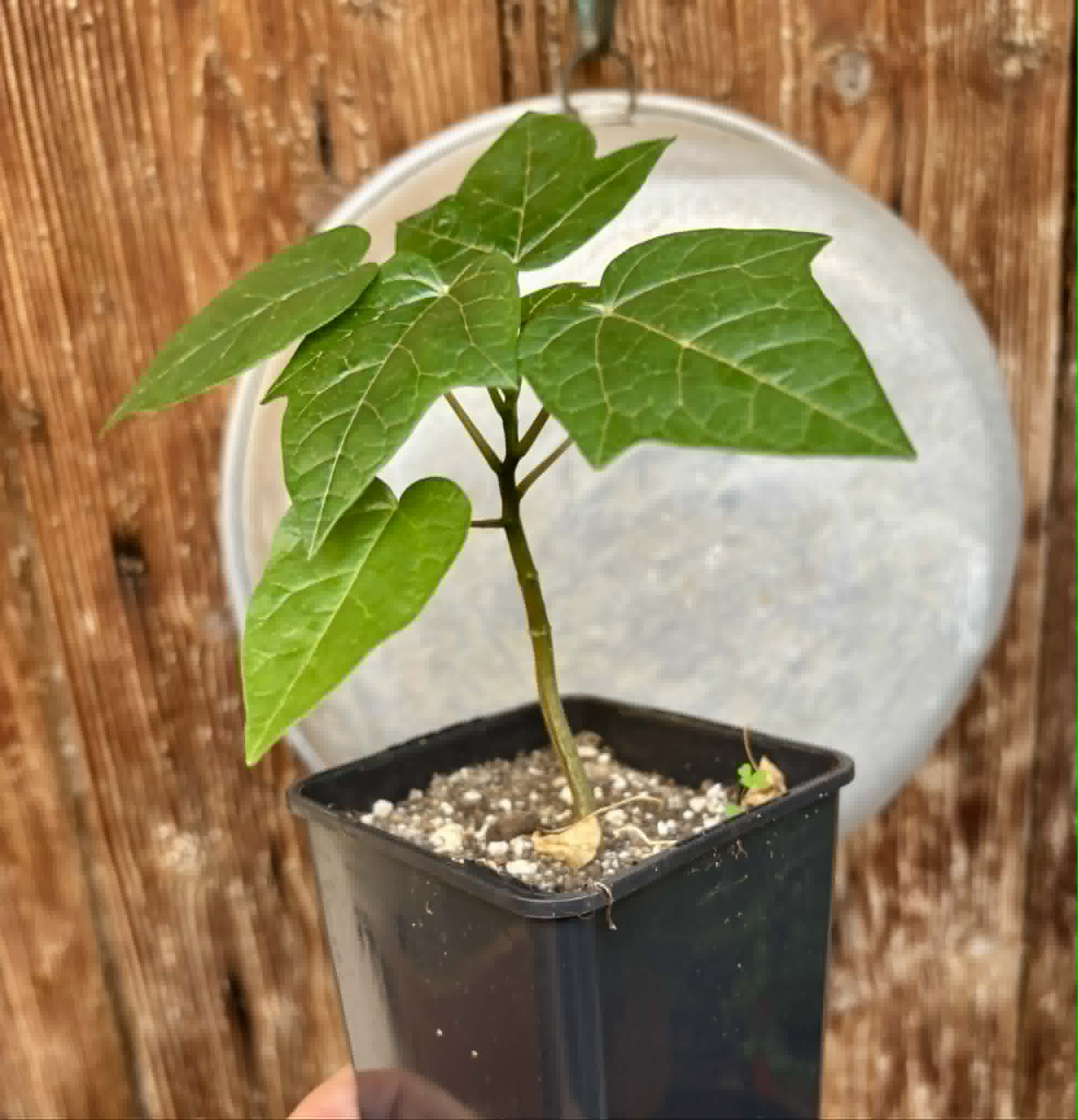 Vasconcellea pubescens - 1 potted seedling / 1 getopfter Sämling