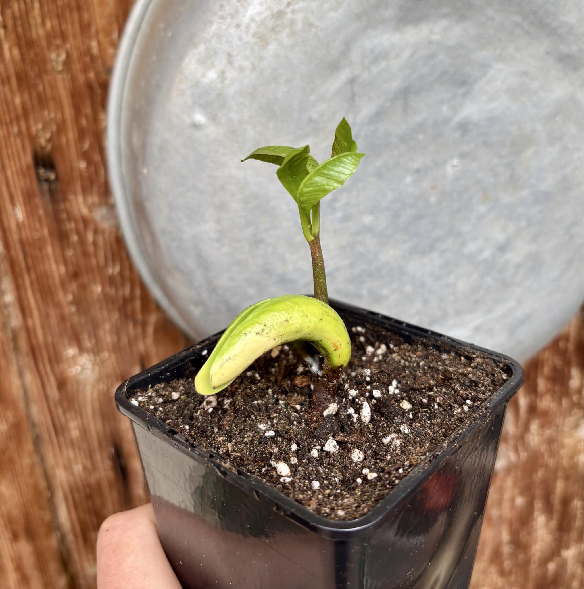 Anacardium occidentale - Cashew - 1 potted seedling / 1 getopfter Sämling Anacardium occidentale - Cashew - 1 potted seedling / 1 getopfter Sämling