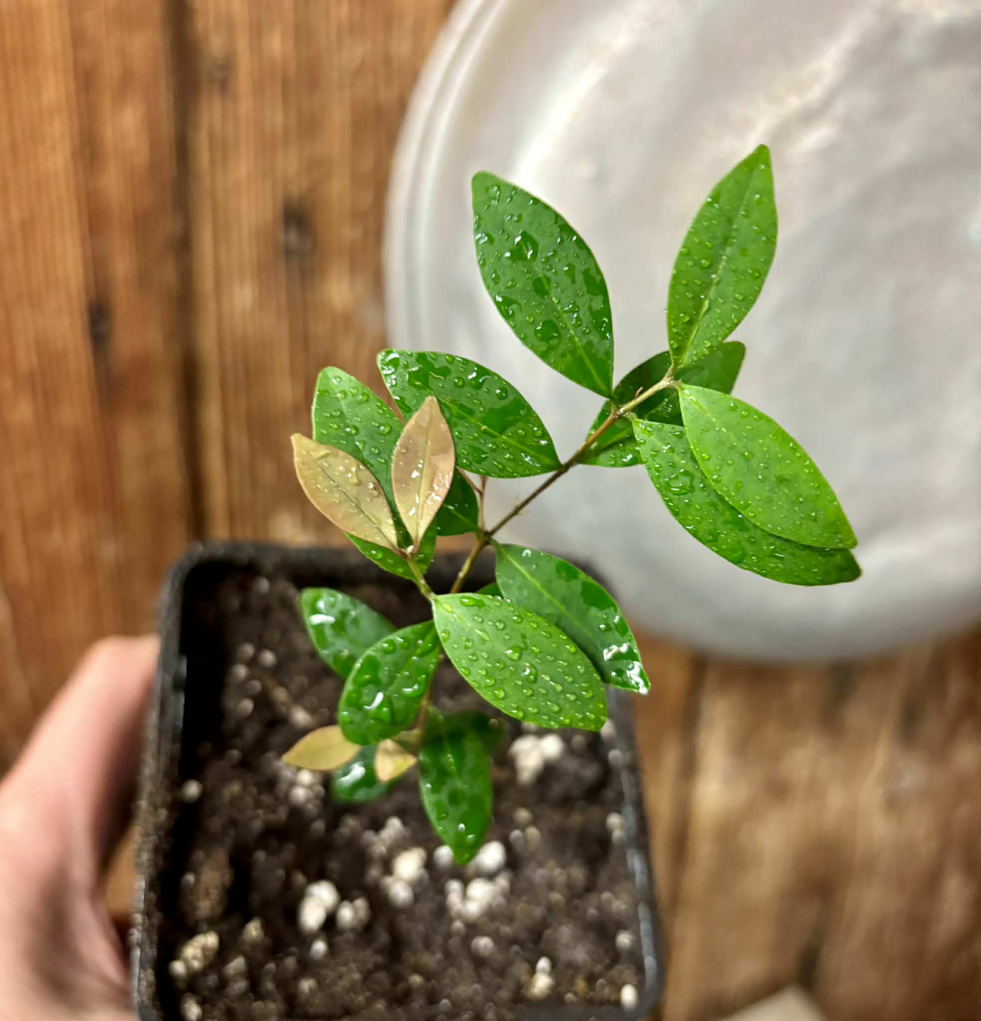 Eugenia sp Uvitas -  1 small potted seedling / 1 kleiner, getopfter Sämling