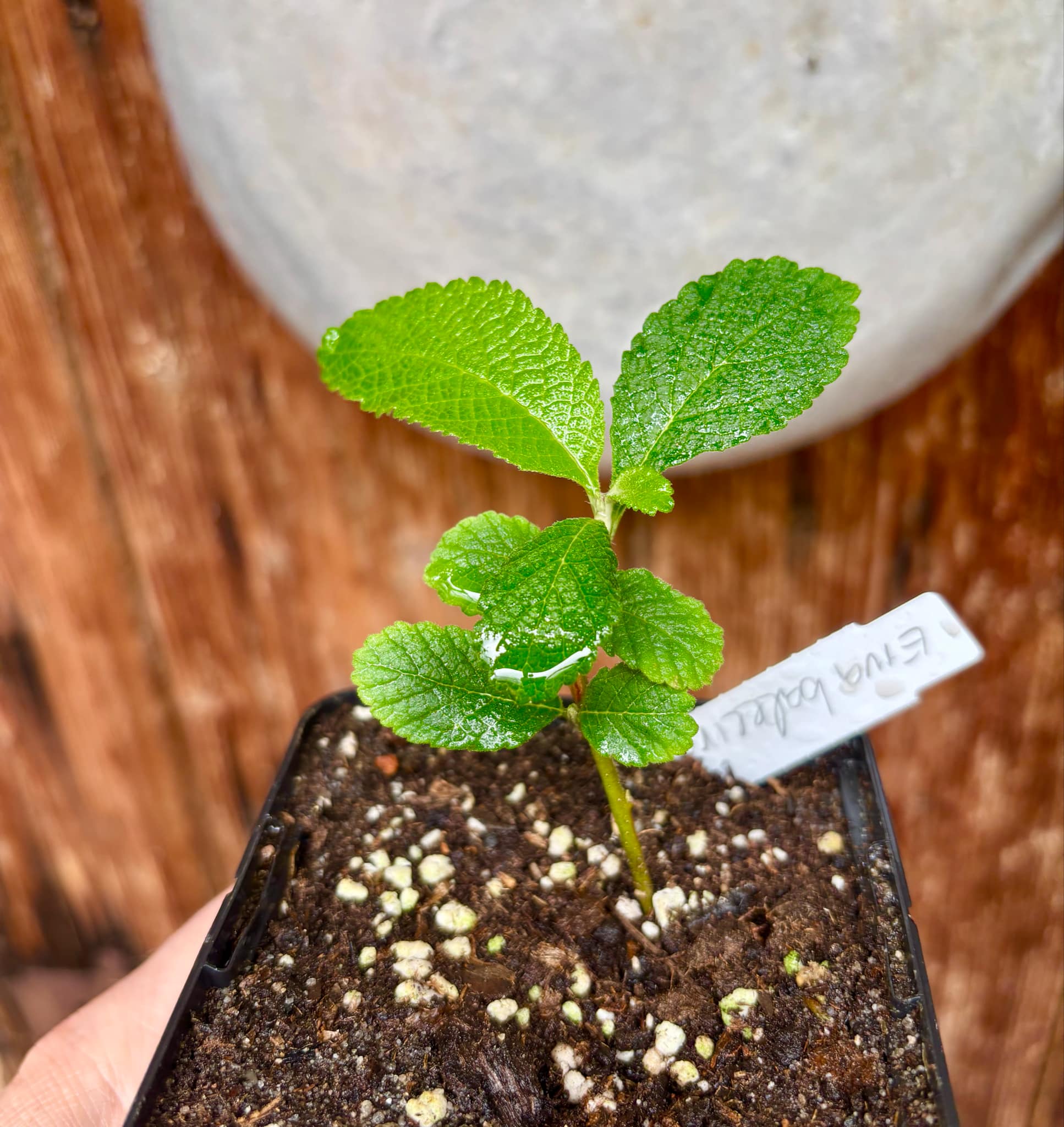 Erva baleeira  (Cordia verbenacia) - 1 potted plant / 1 getopfte Pflanze