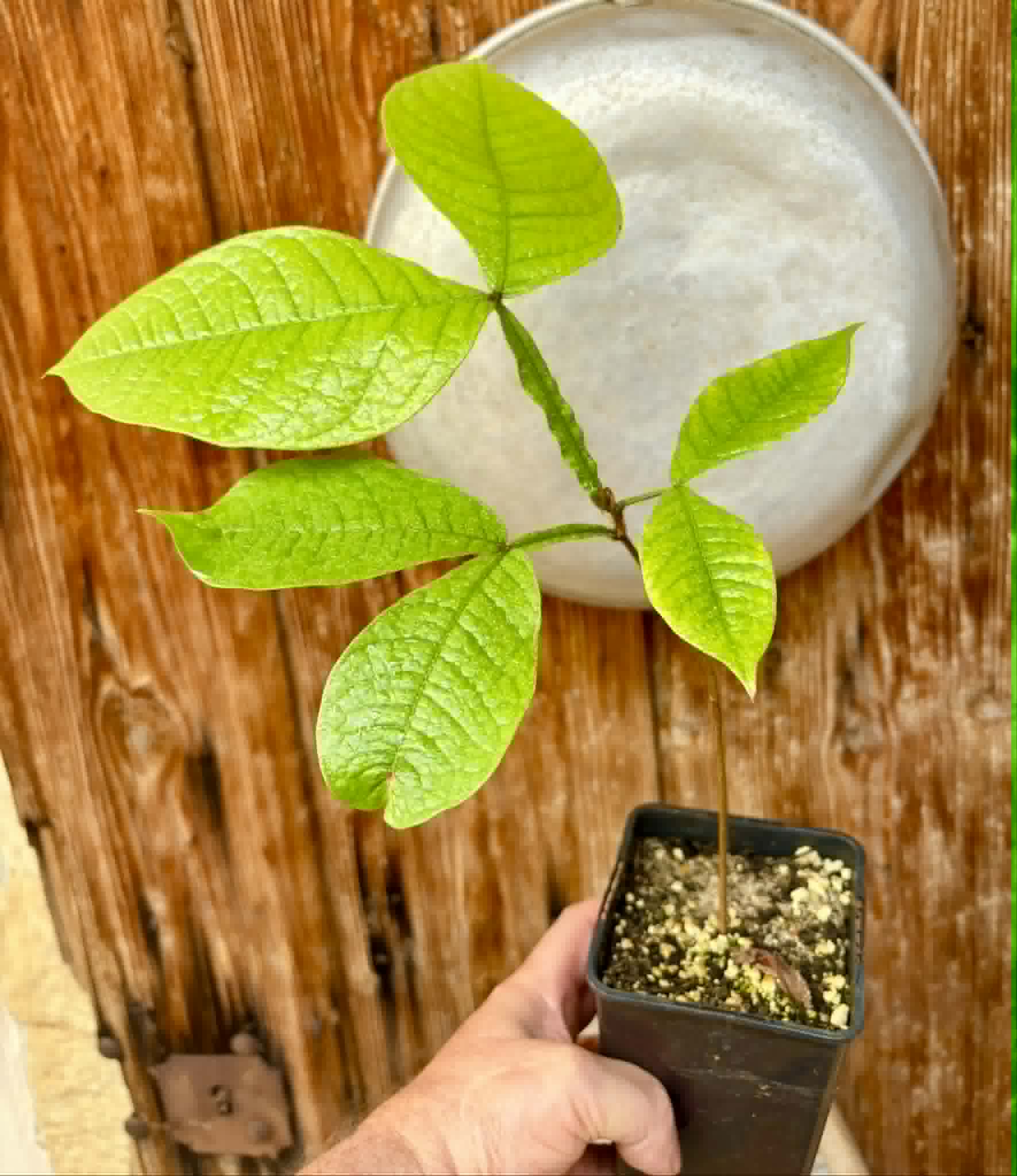 Inga aptera  - 1 potted plant / 1 getopfte Pflanze