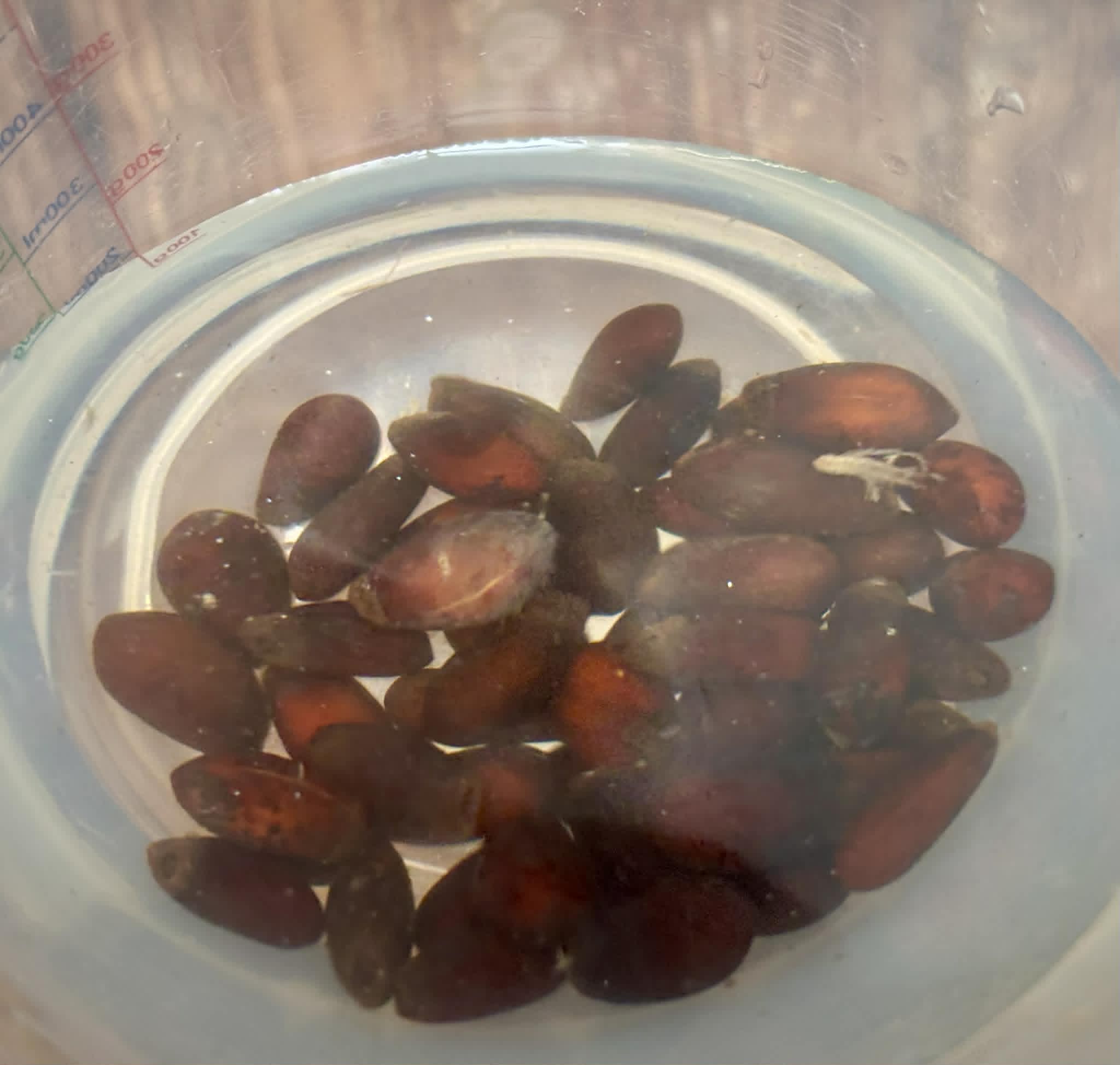 50 seeds - Annona crassiflora - Marolo - 50 fresh seeds / 50 frische Samen