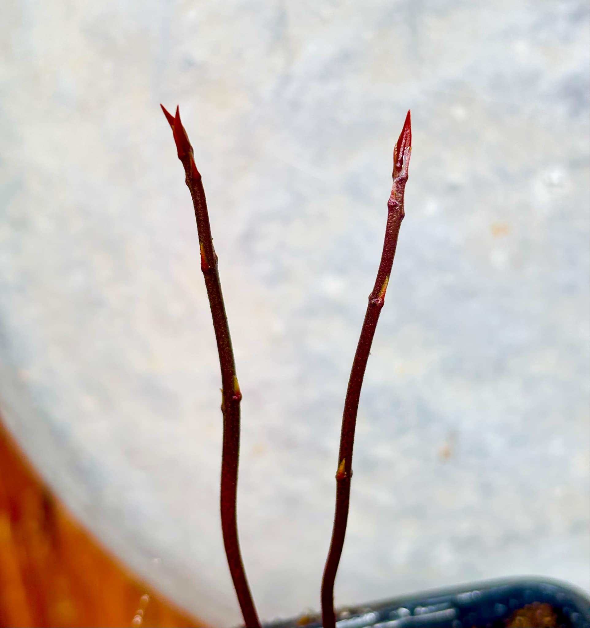 Eugenia sp BIG Maca-  1 small potted seedling / 1 kleiner, getopfter Sämling