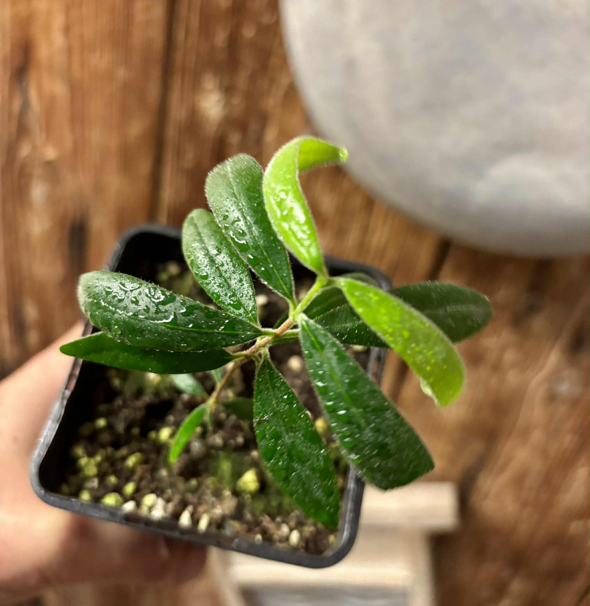 Eugenia caipora BIG - 1 potted plant / 1 getopfte Pflanze Eugenia caipora BIG - 1 potted plant / 1 getopfte Pflanze