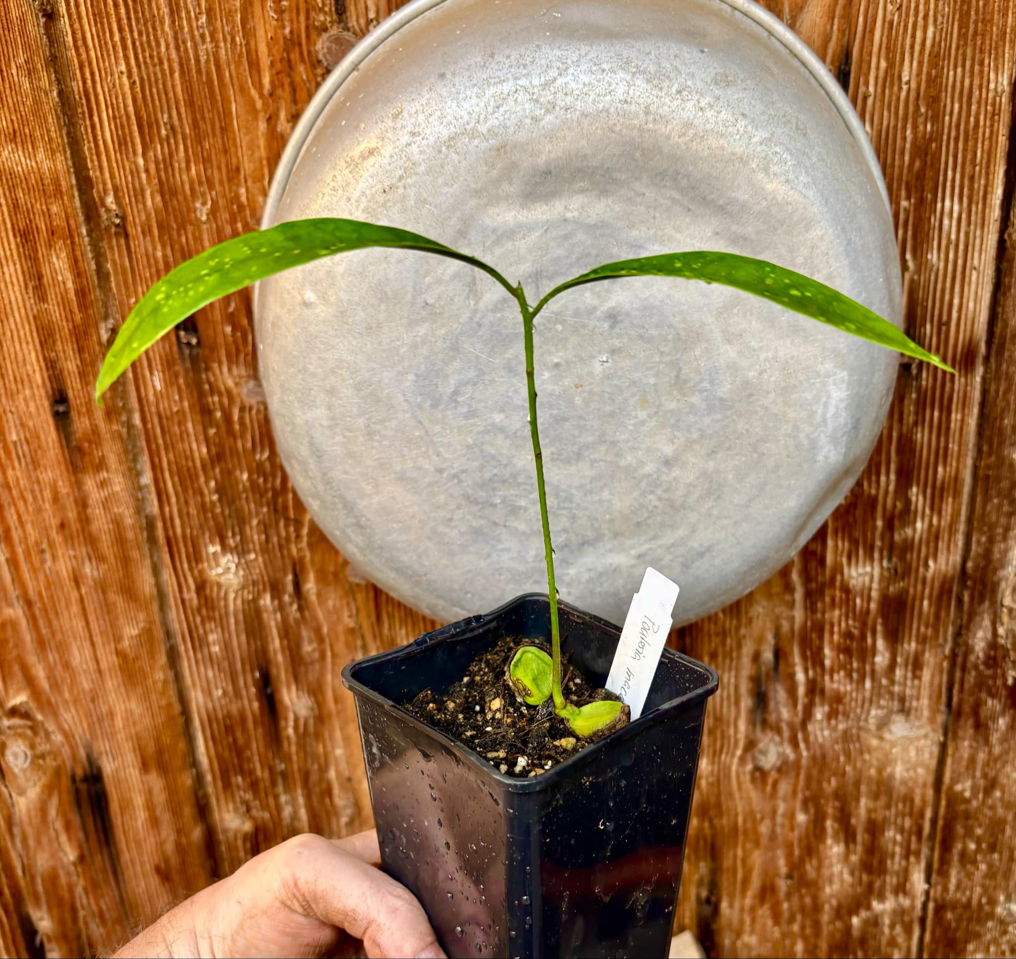 Pouteria macahensis - 1 small potted seedling / 1 kleiner, getopfter Sämling Pouteria macahensis - 1 small potted seedling / 1 kleiner, getopfter Sämling