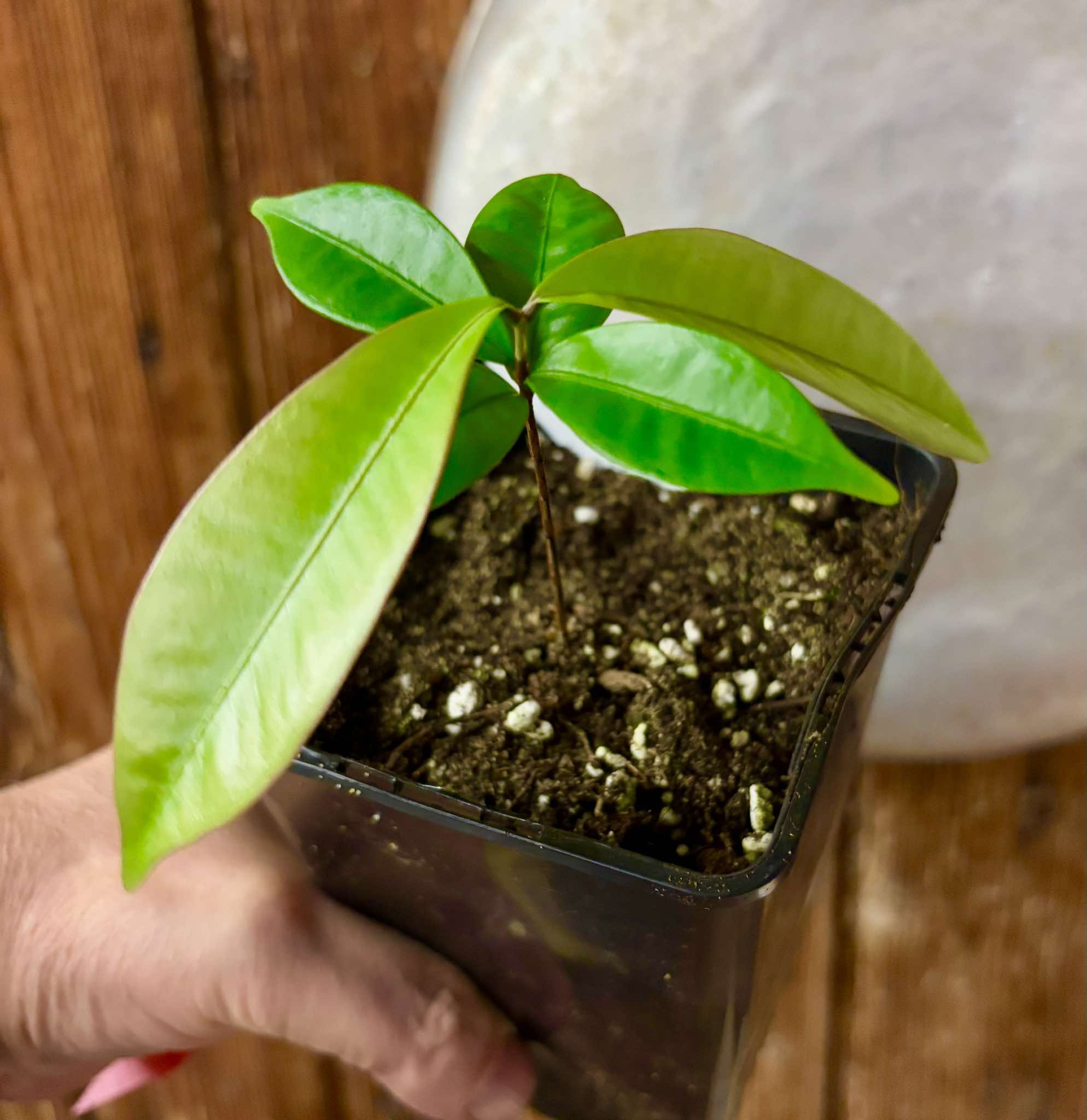 Eugenia astringens - 1 potted plant / 1 getopfte Pflanze