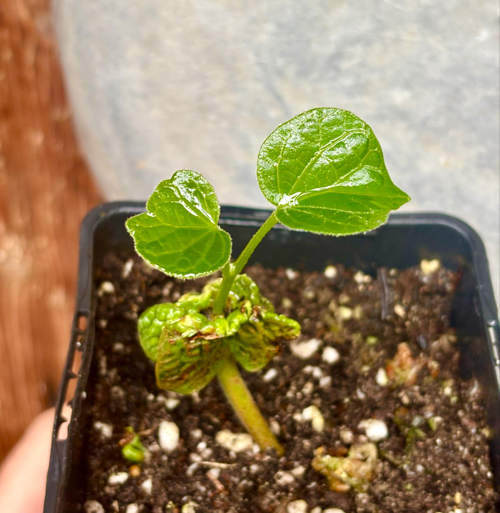 Chupa-Chupa (Matisia cordata)  -  1 fresh potted seedling / 1 frisch getopfter Sämling