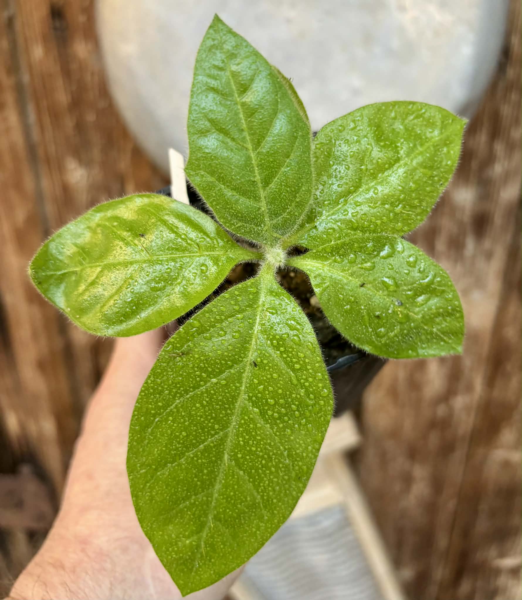 Solanum rumpincola - 1 small potted seedling / 1 kleiner, getopfter Sämling