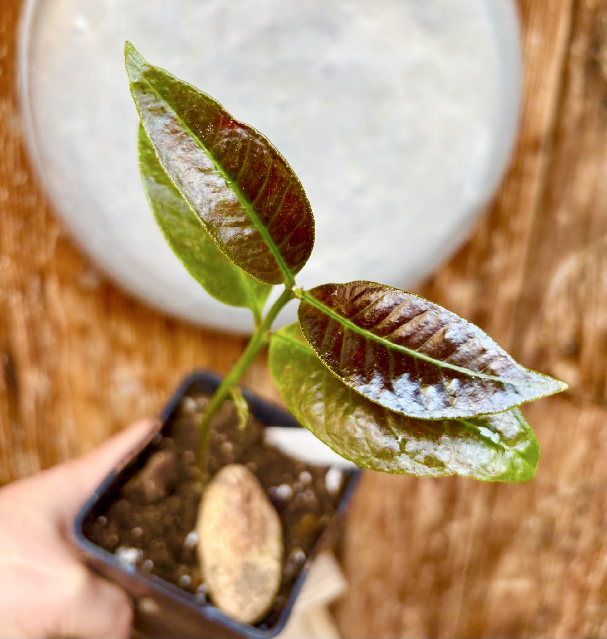 Eugenia sp Terebinthina - 1 potted seedling / 1 getopfter Sämling
