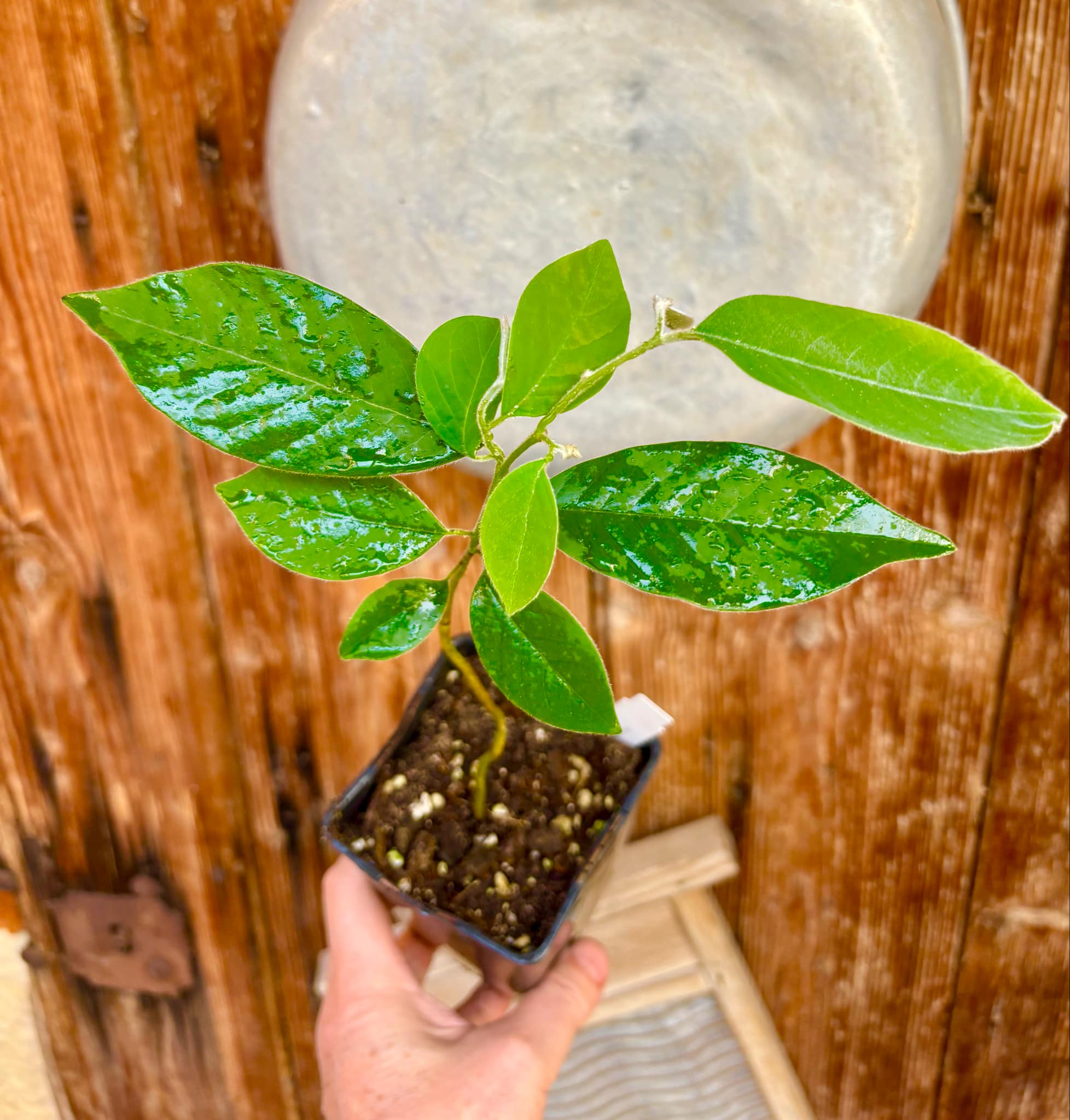 Annona sylvatica - 1 potted plant / 1 getopfte Pflanze