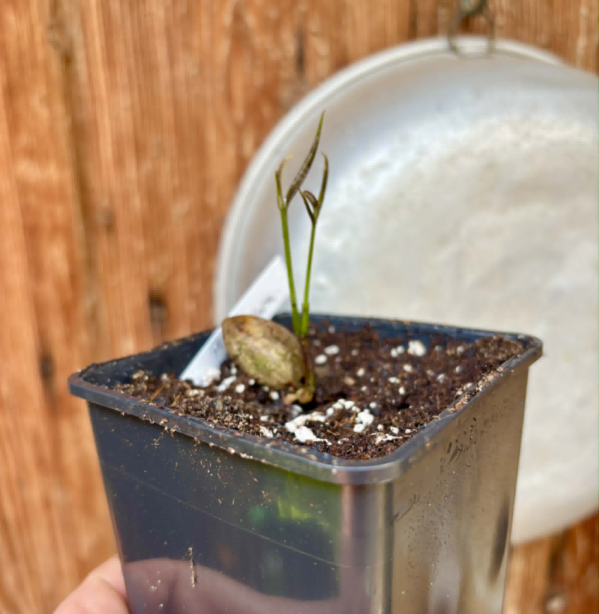 Plinia spiciflora -  1 potted seedling / 1 getopfter Sämling