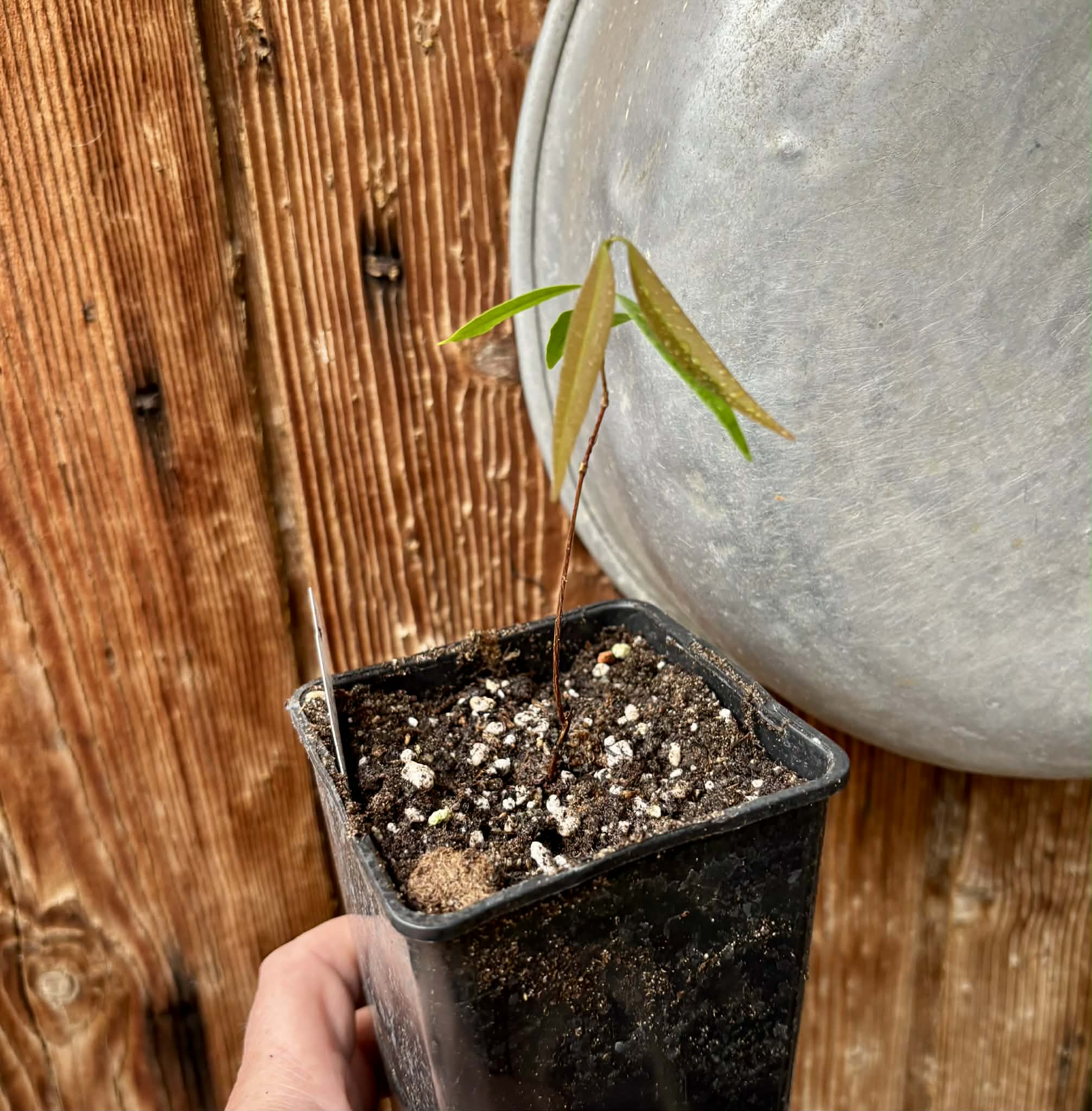 Neomitranthes sp Rubi - 1 potted seedling / 1 getopfter Sämling