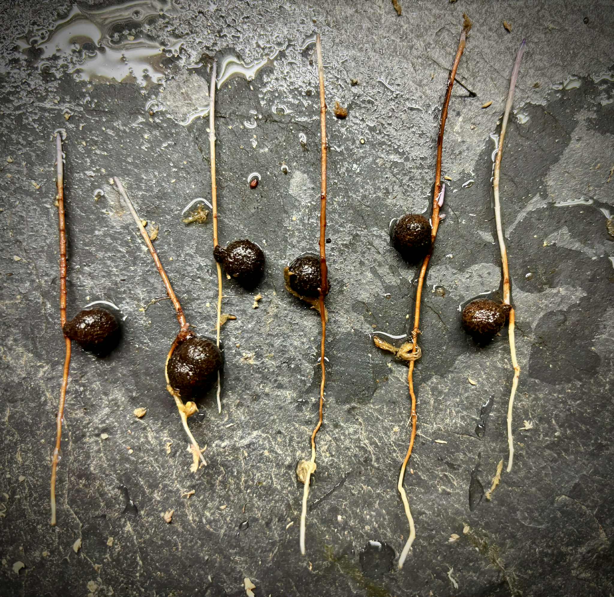 Eugenia sp cauliflor Rondonia - 1 germinated seed / 1 gekeimter Samen