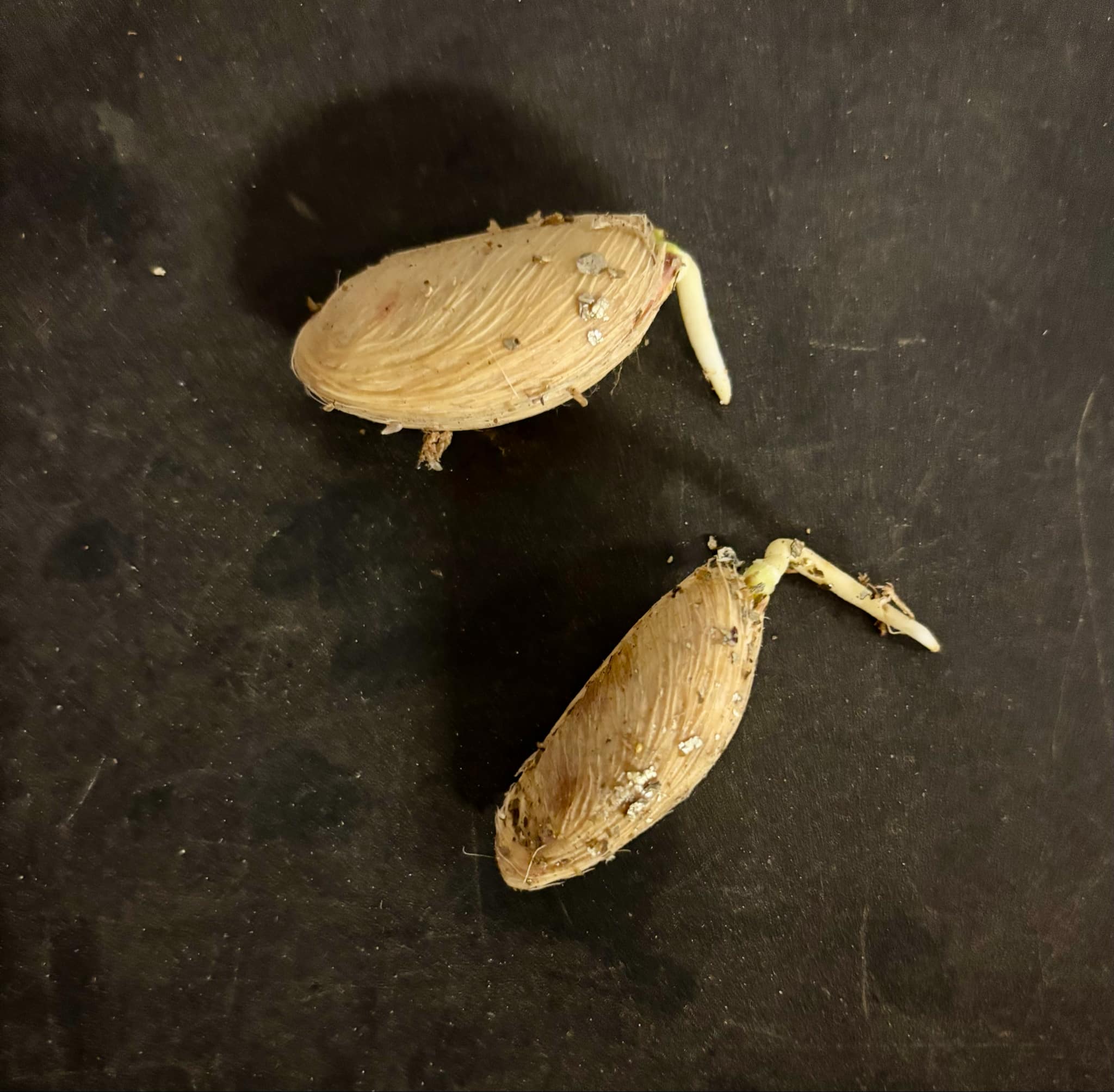 White Sapote (Casimiroa edulis) - 1 germinated seed / 1 gekeimter Samen