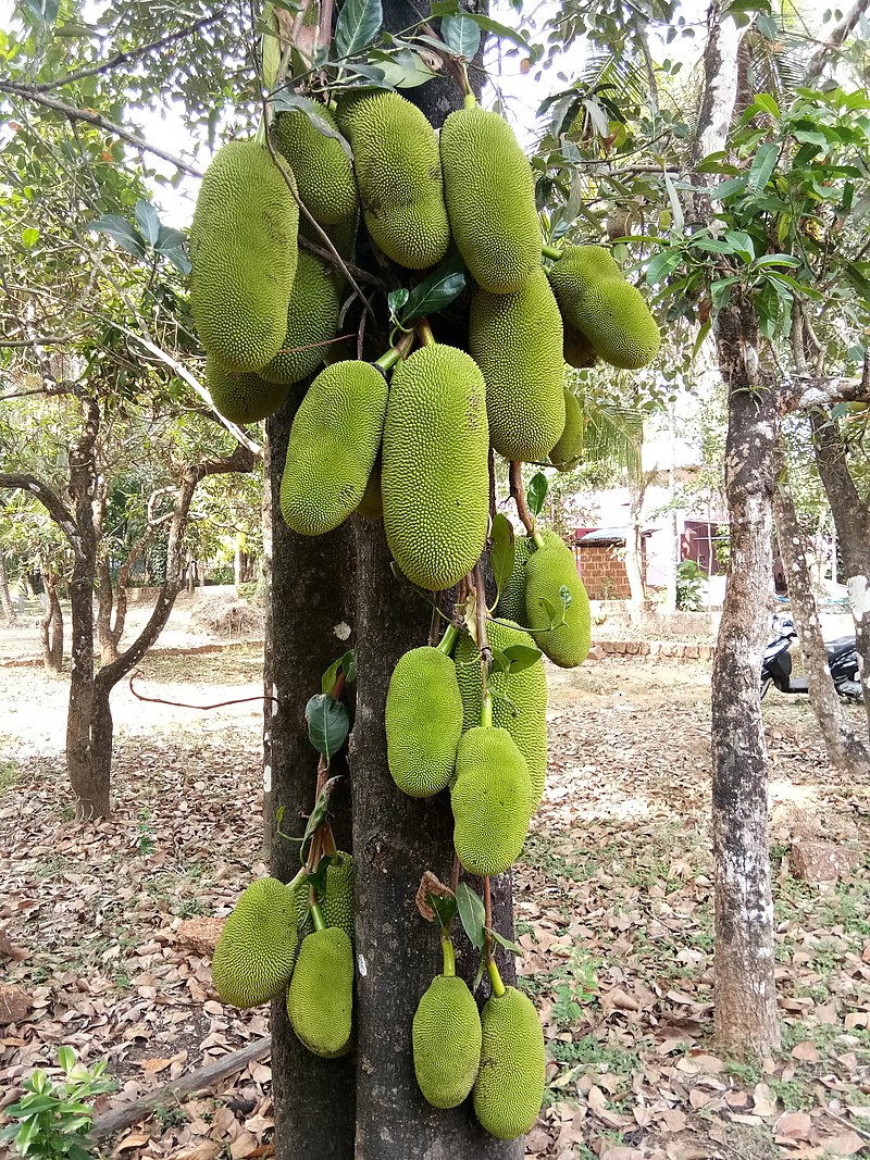 Jackfruit (Artocarpus heterophyllus) 1 potted plant / 1 getopfte Pflanze Jackfruit (Artocarpus heterophyllus) 1 potted plant / 1 getopfte Pflanze