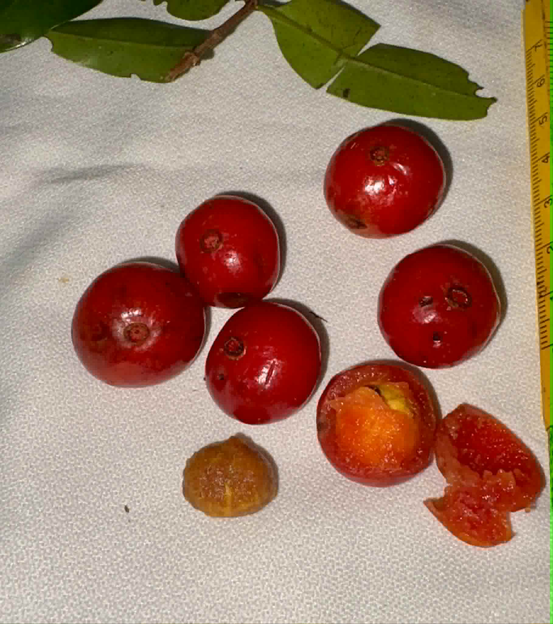 Pre Order - Mouriri sp rubra formosa - 1 fresh seed / 1 frischer Samen
