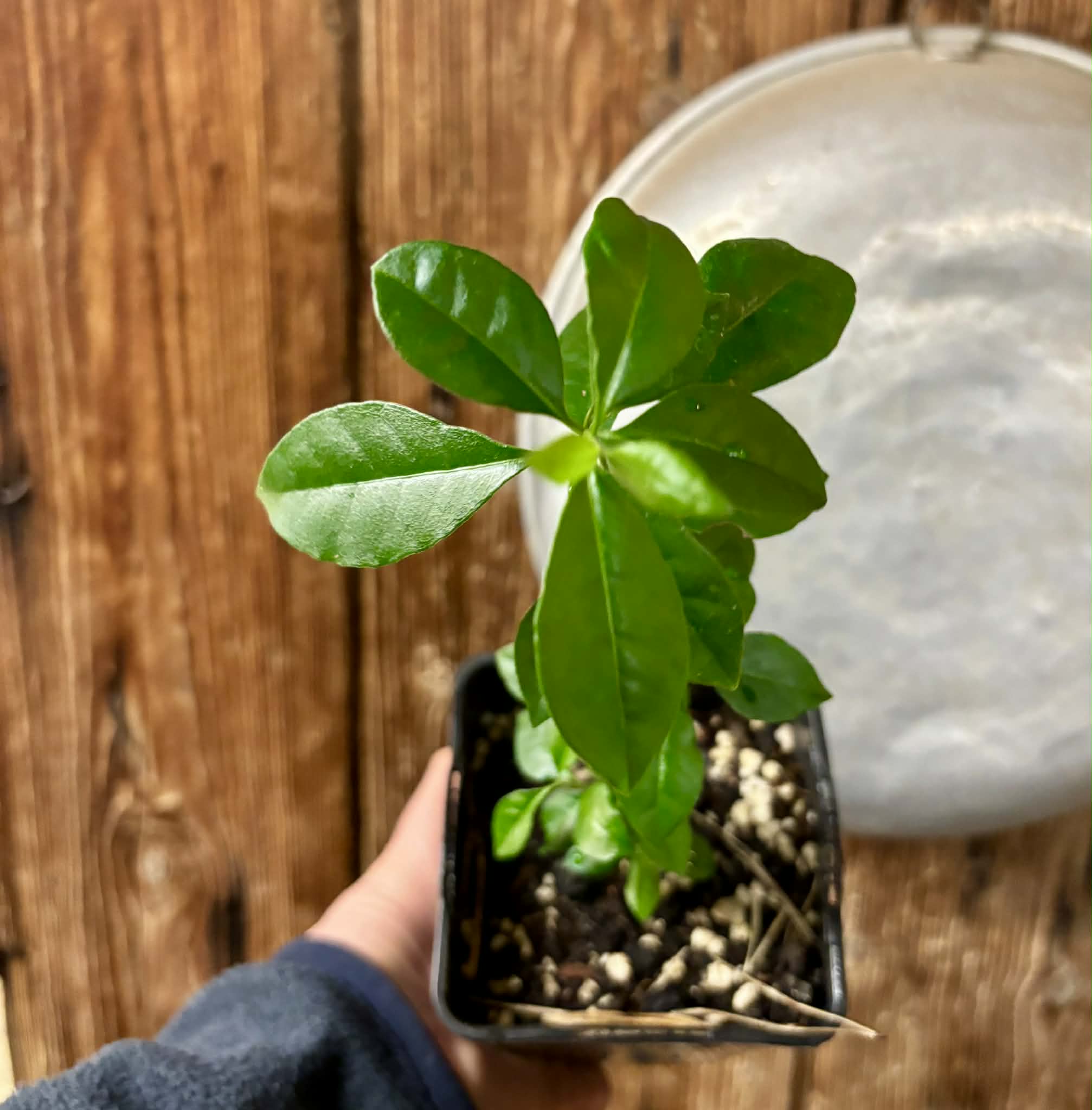Psidium cattleyanum - Strawberry Guava  - 1 potted plant / 1 getopfte Pflanze