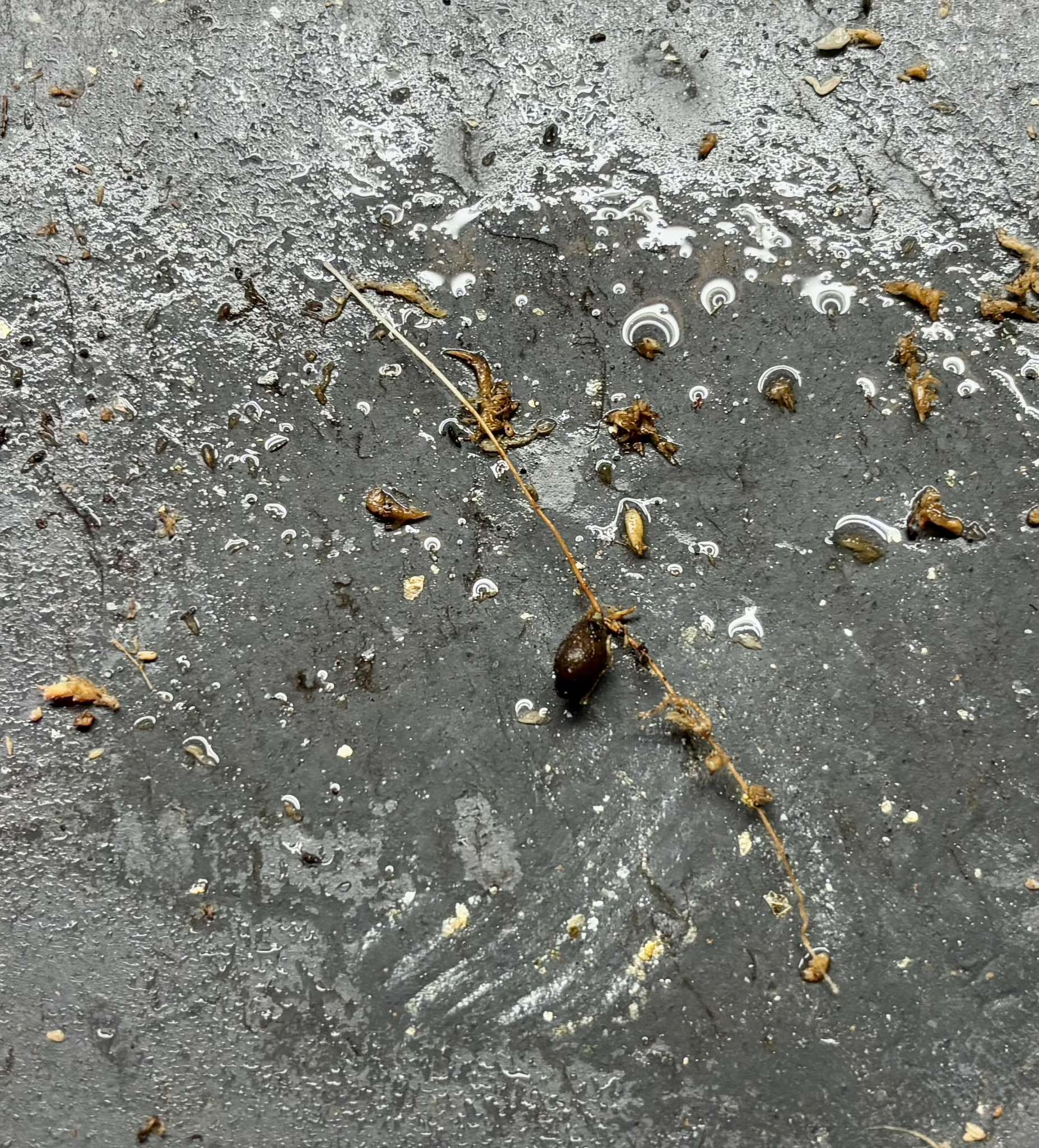 Eugenia blastantha - 1 germinated seed / 1 gekeimter Samen