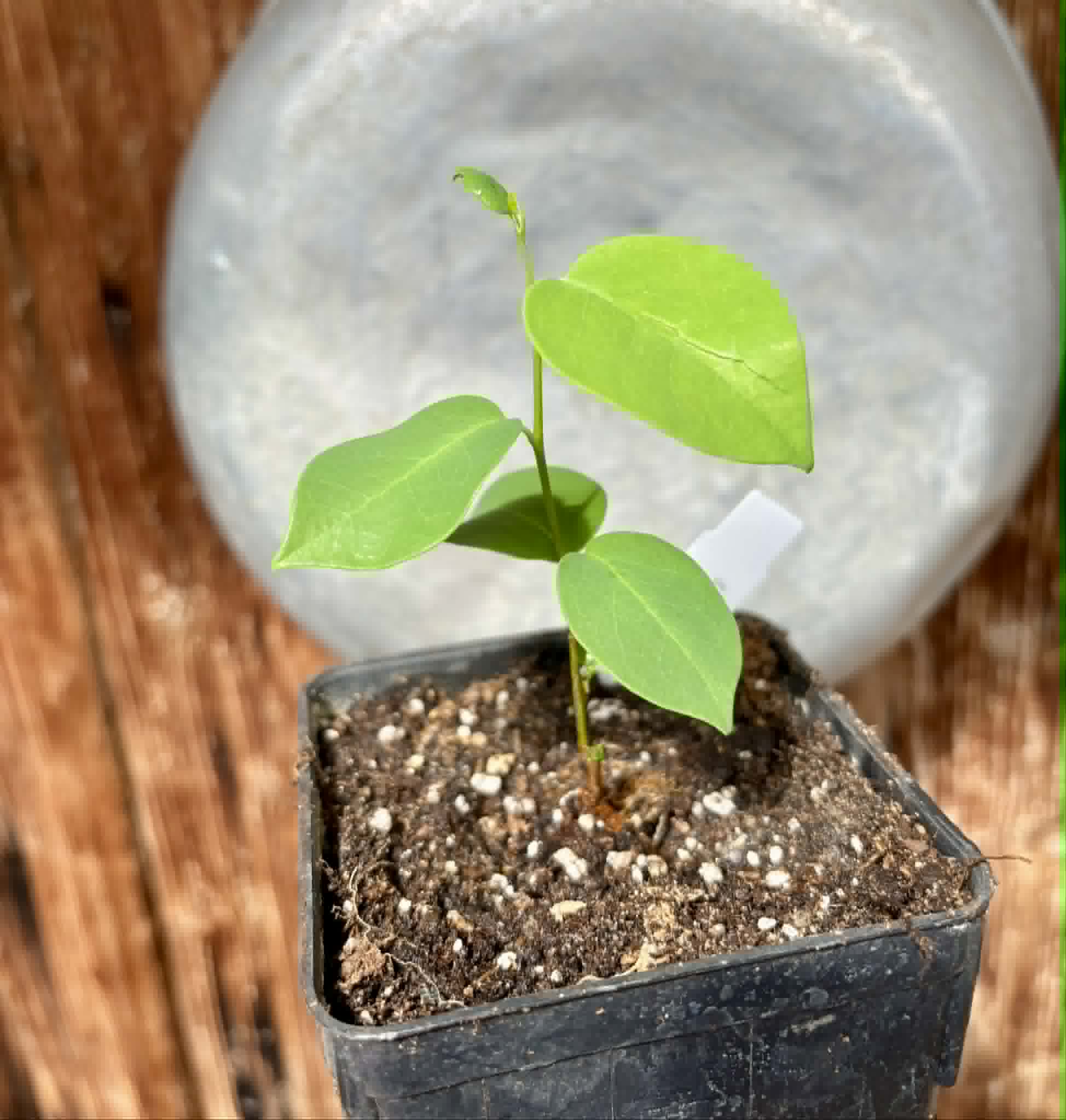 Araticum Pinha (Annona vepretorum)  - 1 potted plant / 1 getopfte Pflanze