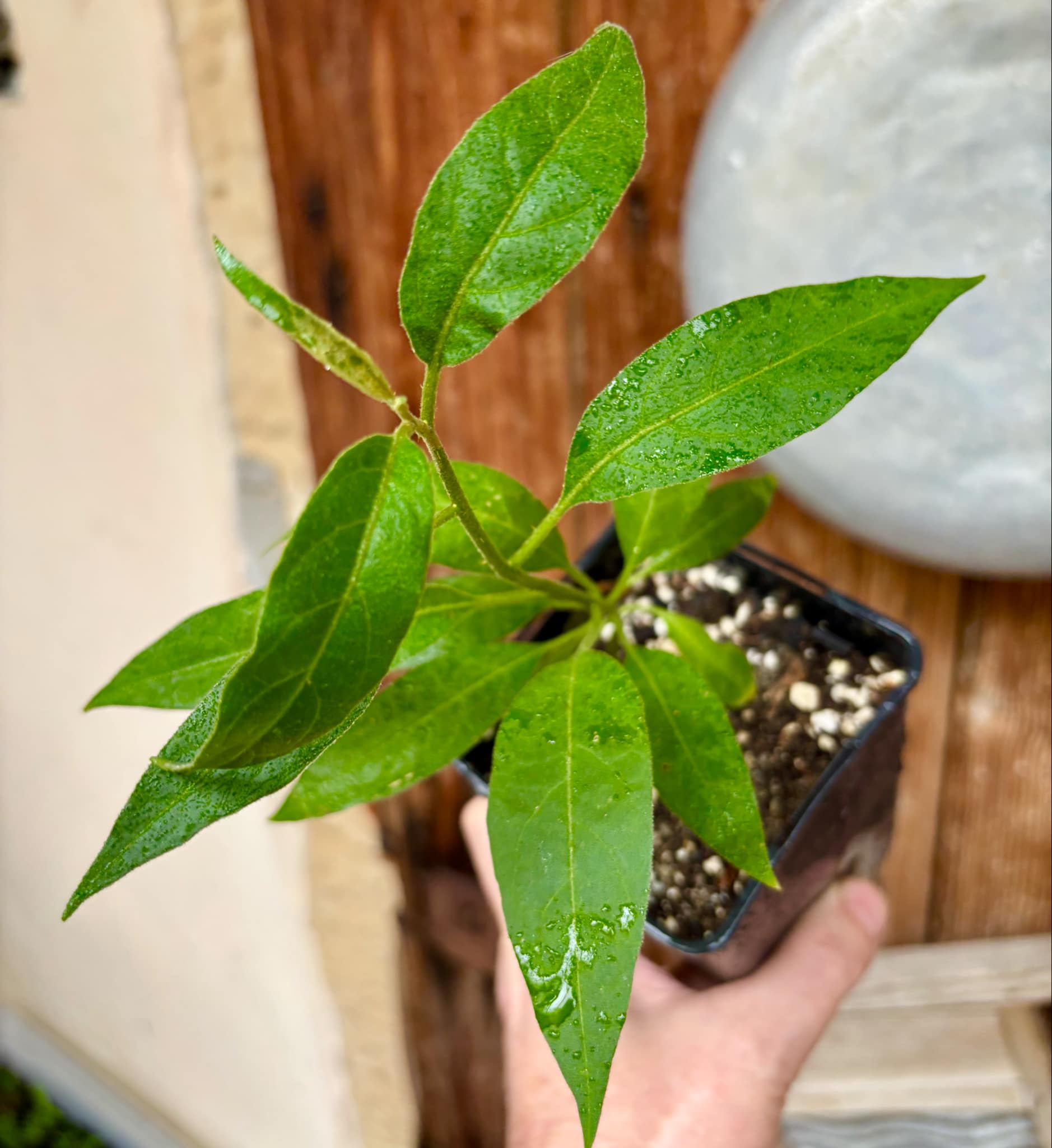 Solanum sp. Mata Escura - 1 potted plant / 1 getopfte Pflanze