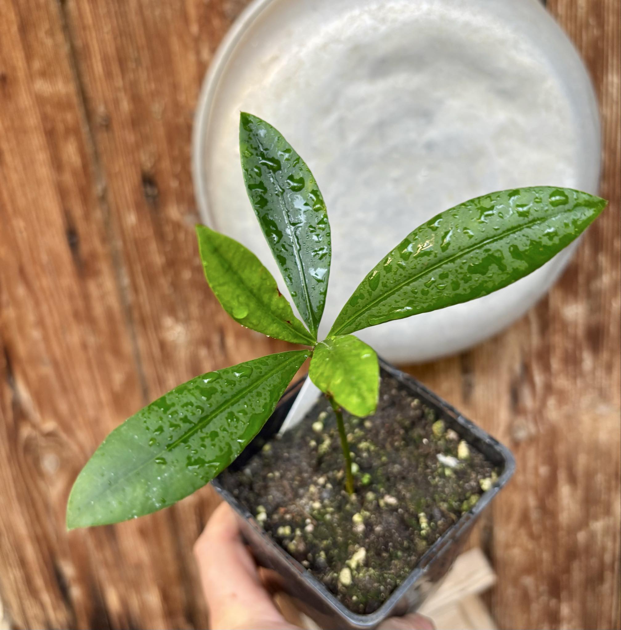 Garcinia macrophylla - 1 potted seedling / 1 getopfter Sämling