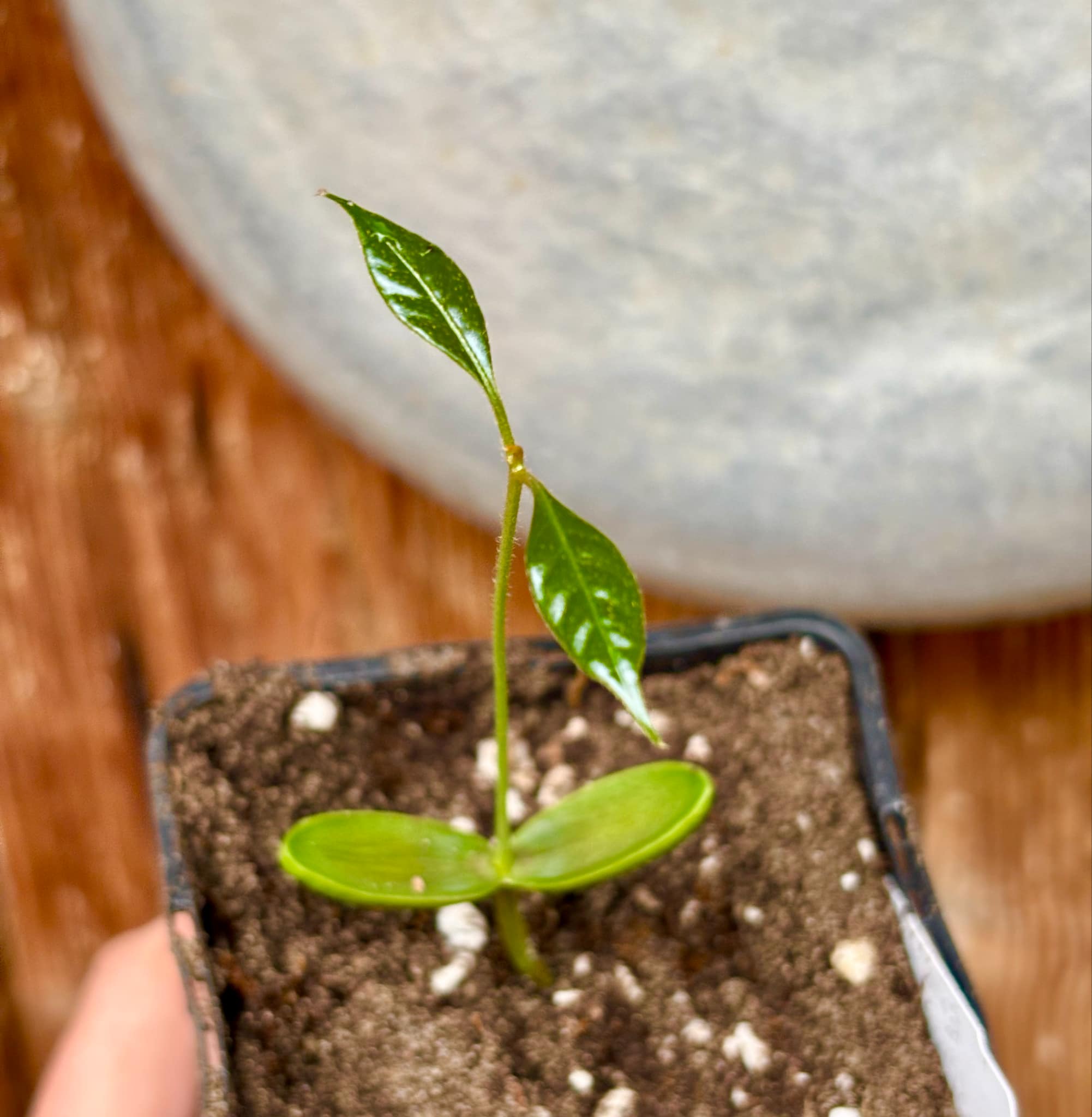 Pouteria aff egregia  -  1 small potted seedling / 1 kleiner, getopfter Sämling