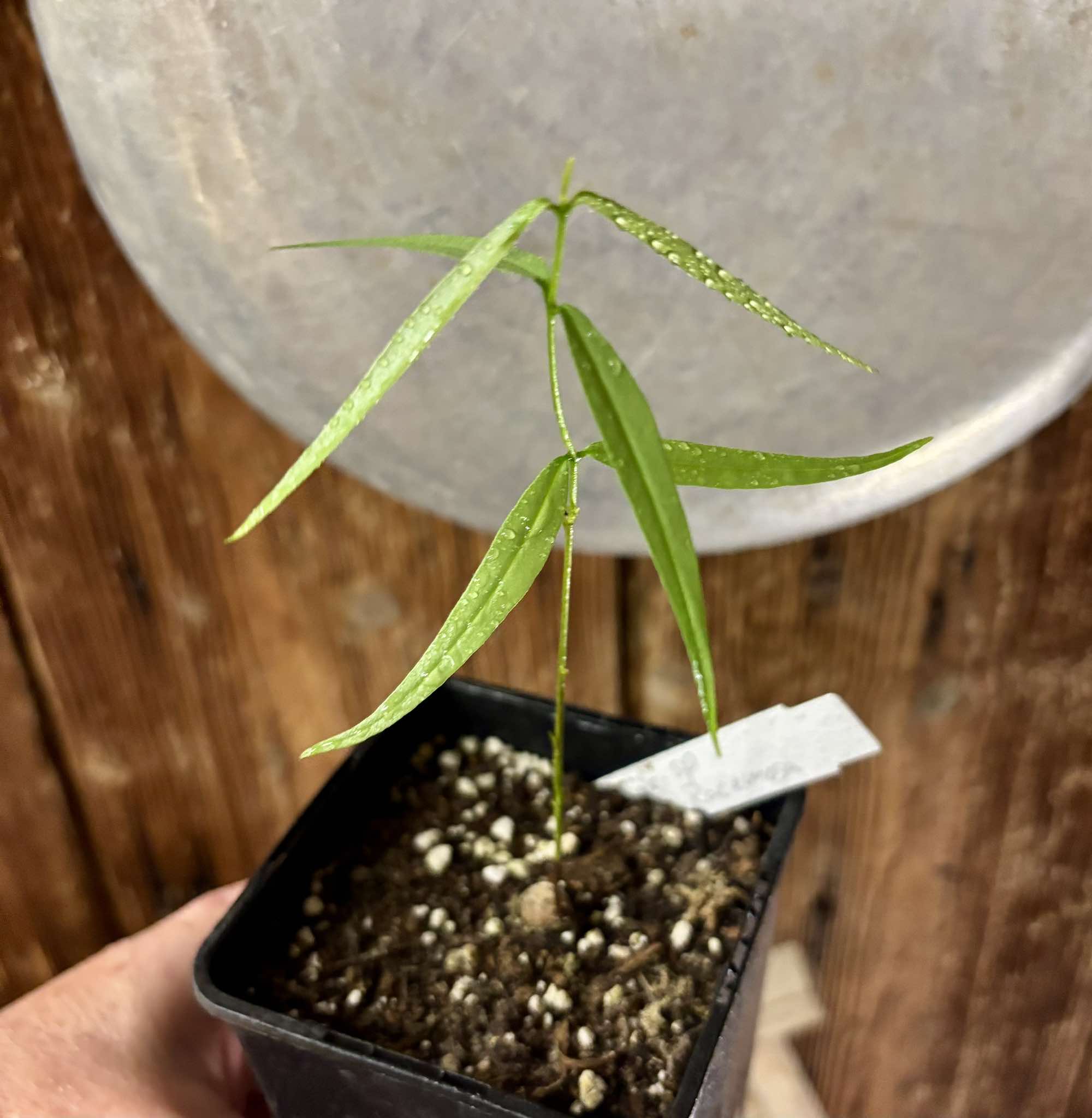 Eugenia sp sect racemosa -  1 potted plant / 1 getopfte Pflanze