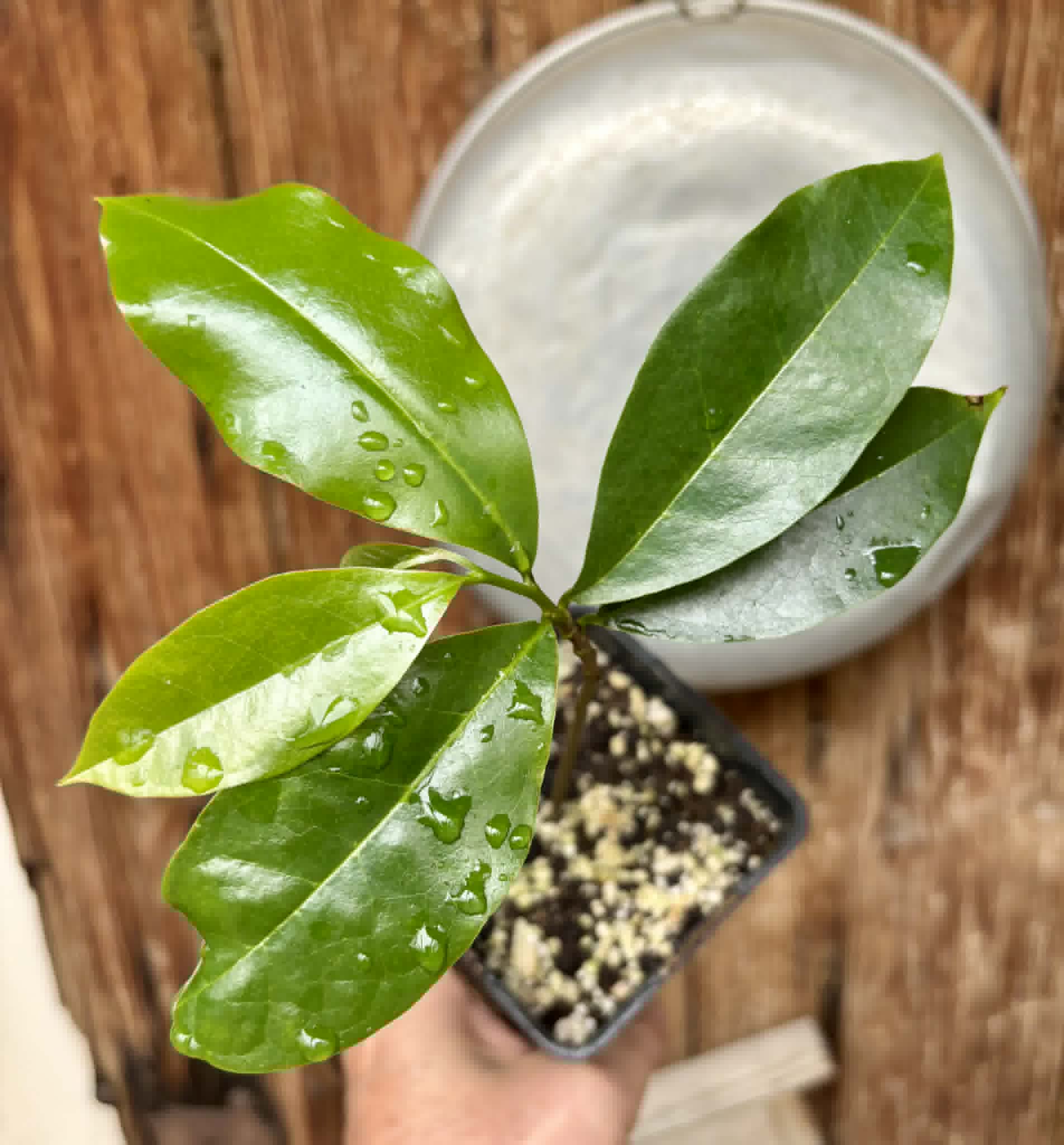 Annona muricata - Soursop / Stachelannone - 1 potted seedling / 1 getopfter Sämling